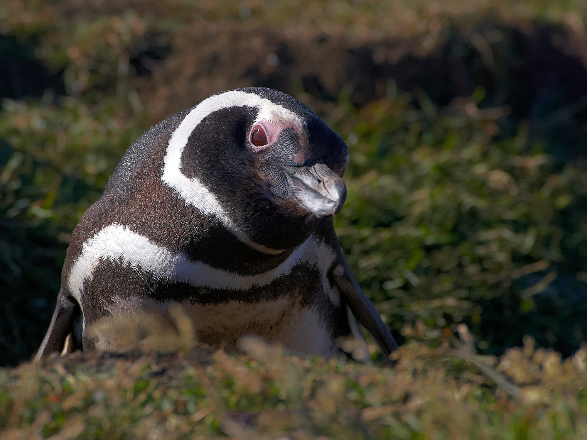 magellanic penguin