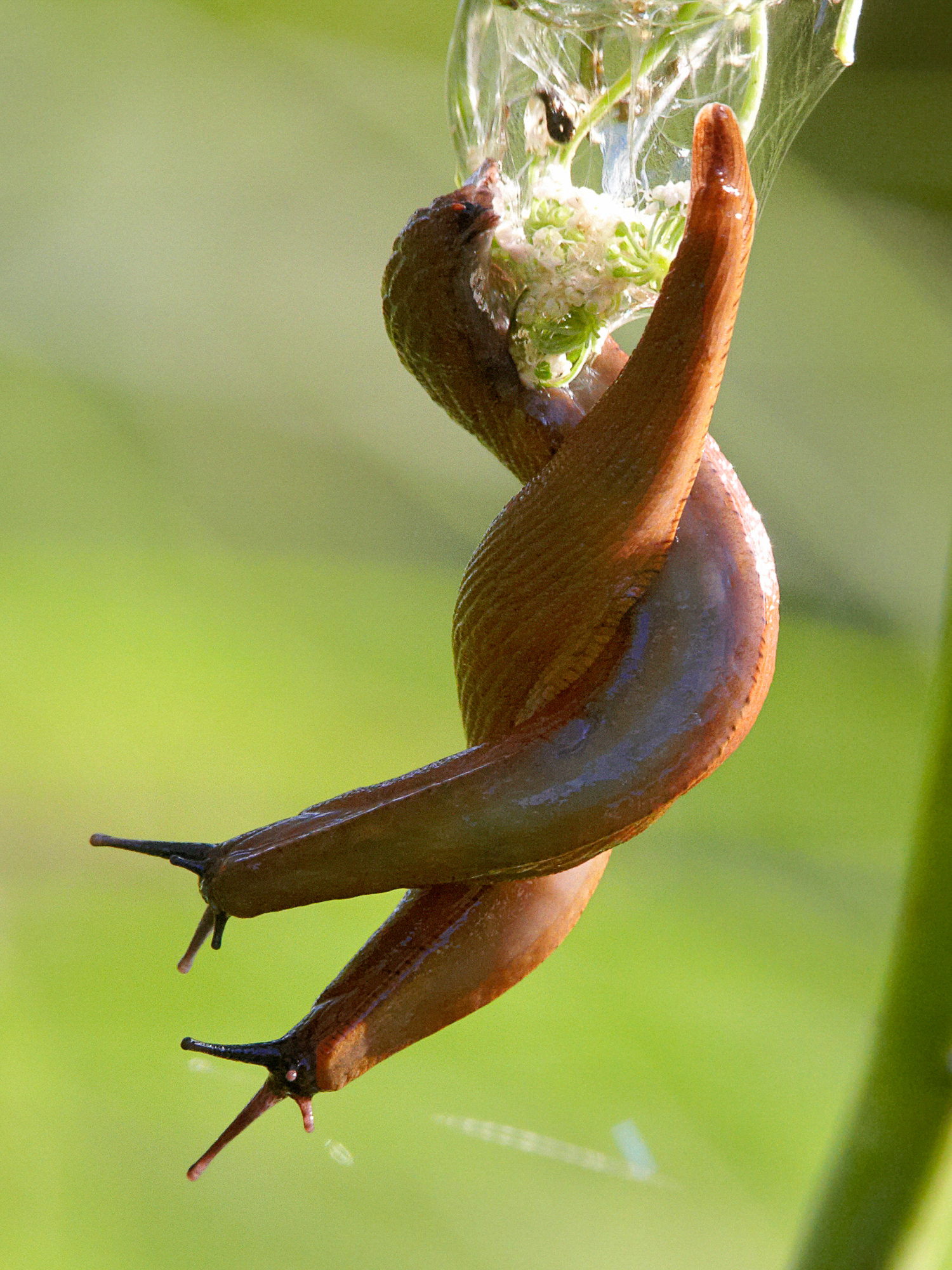 Liebende Nacktschnecken