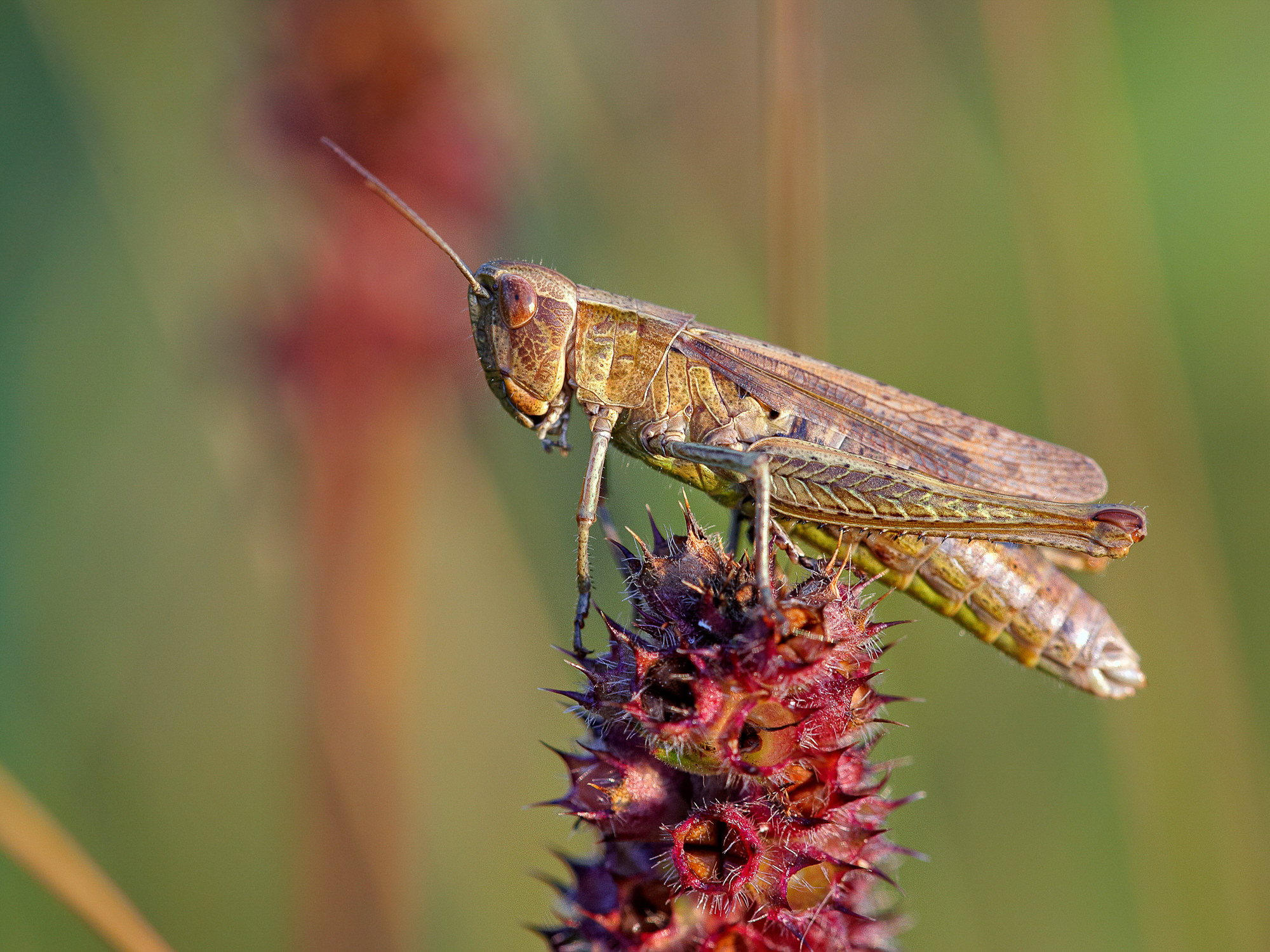 Nachtigall-Grashüpfer (Chorthippus biguttulus)