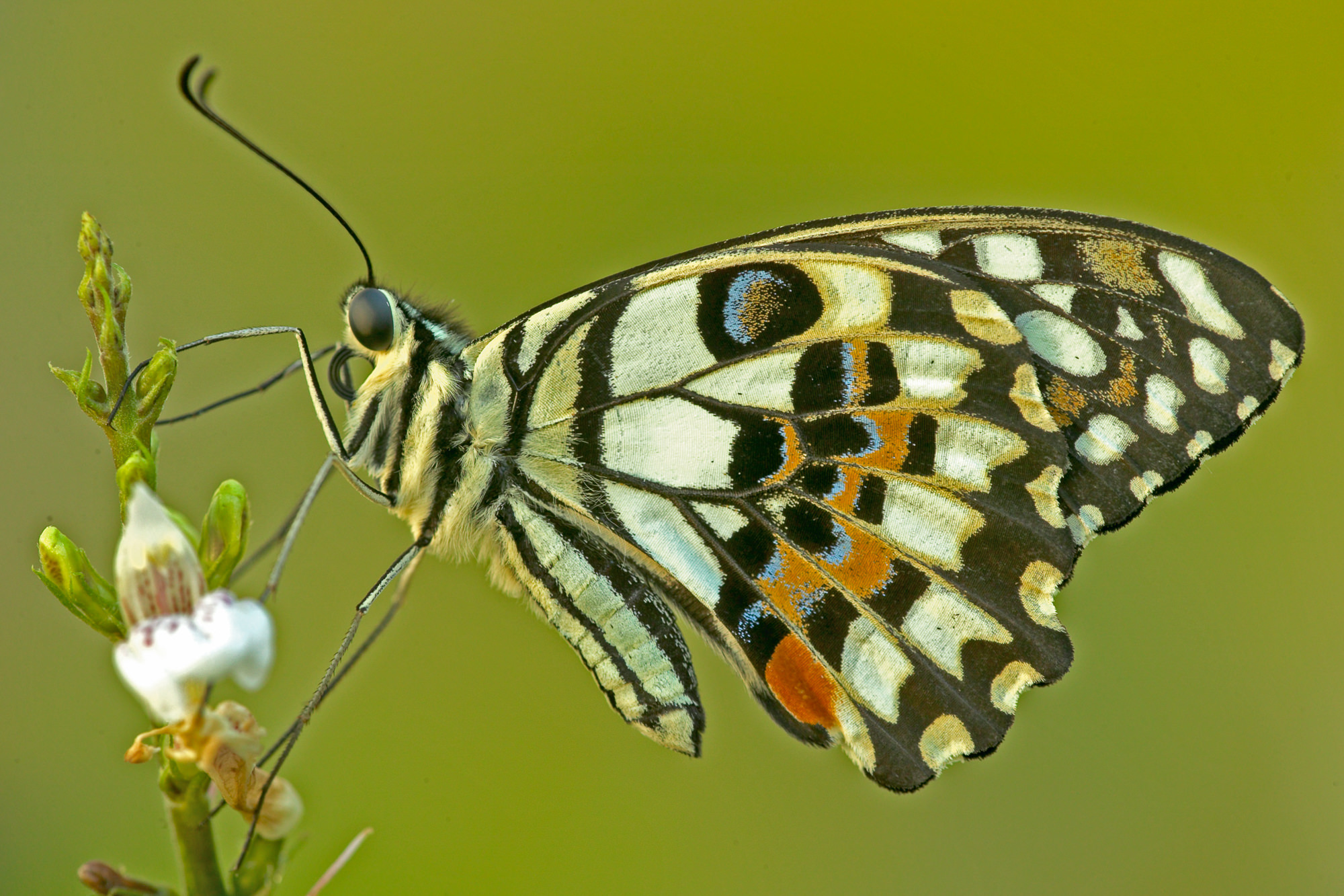 Schwalbenschwanz / Thailand Papilio demo