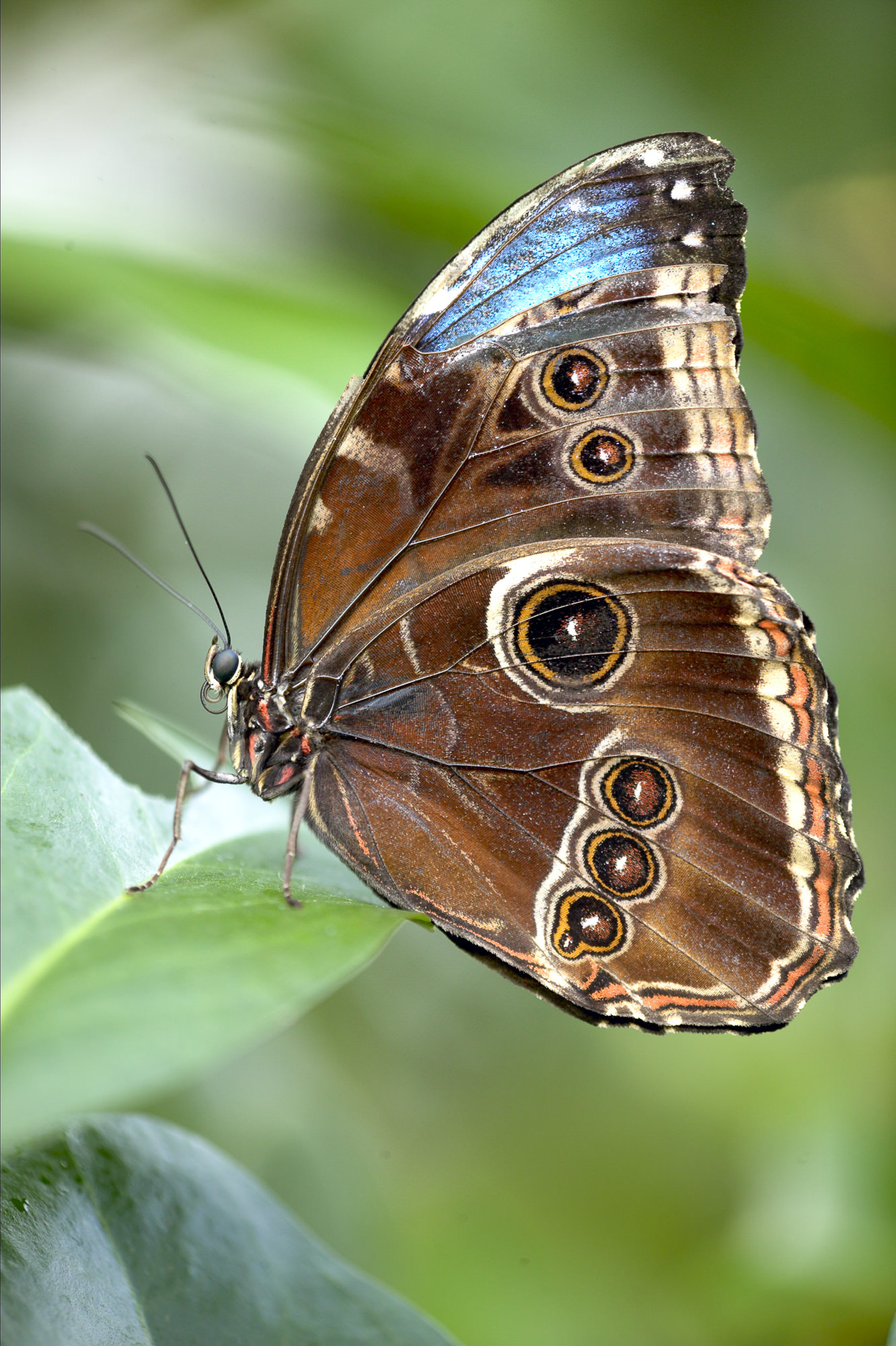 Himmelsfalter / peleides blue morpho [Morpho peleides]