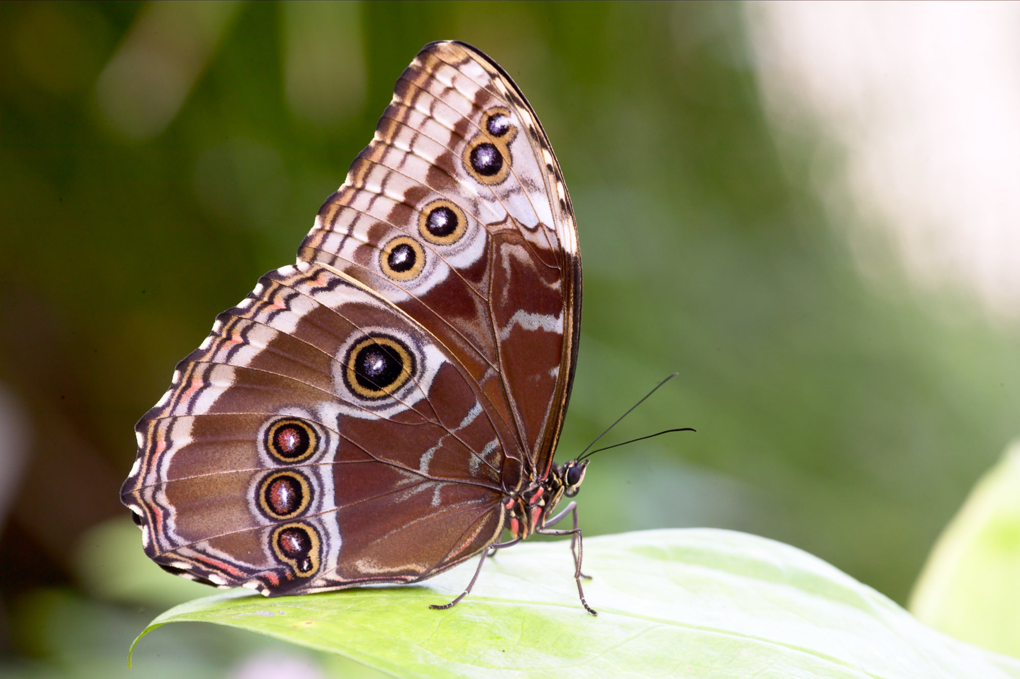 Himmelsfalter / peleides blue morpho [Morpho peleides]
