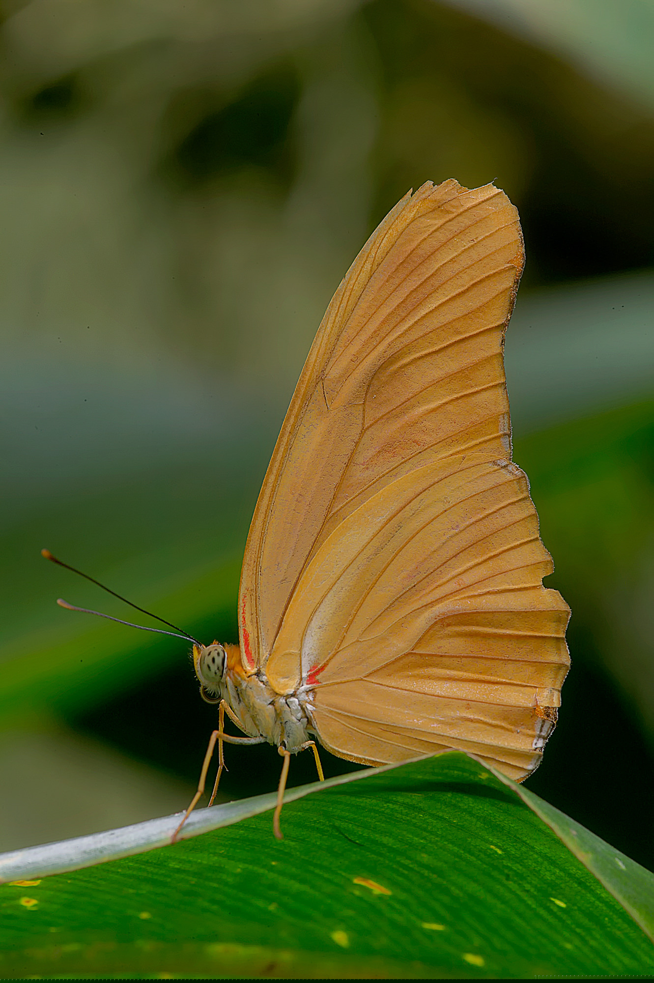 Passionsblumenfalter / Dryas julia