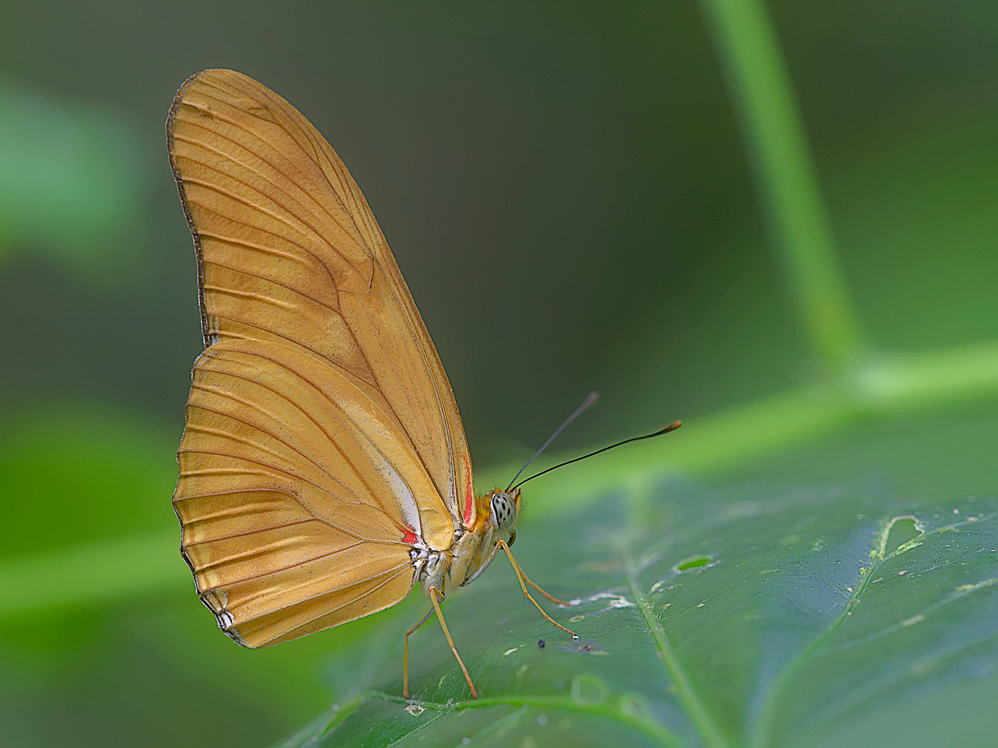 Passionsblumenfalter / Dryas julia