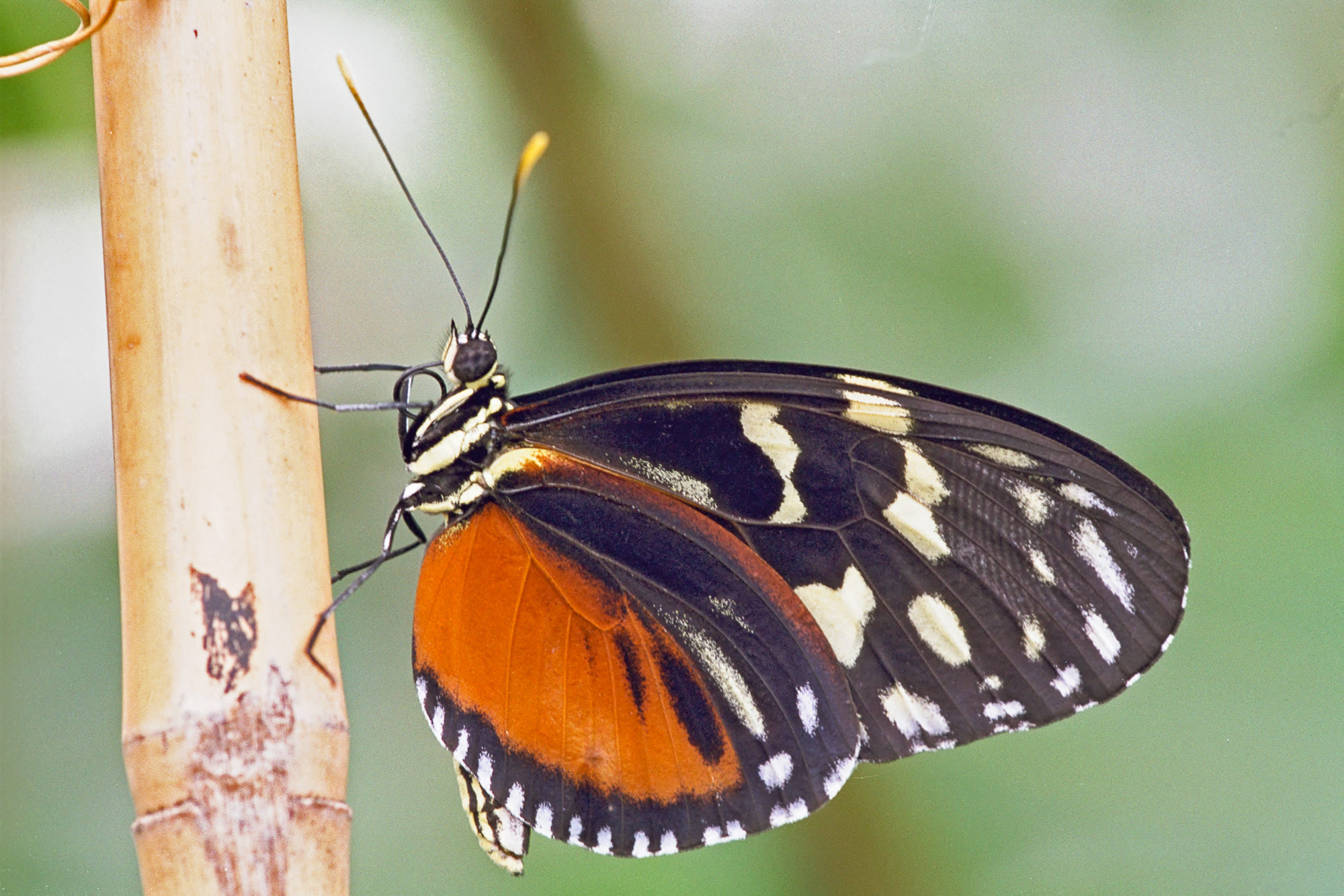 Tropische Schmetterlinge