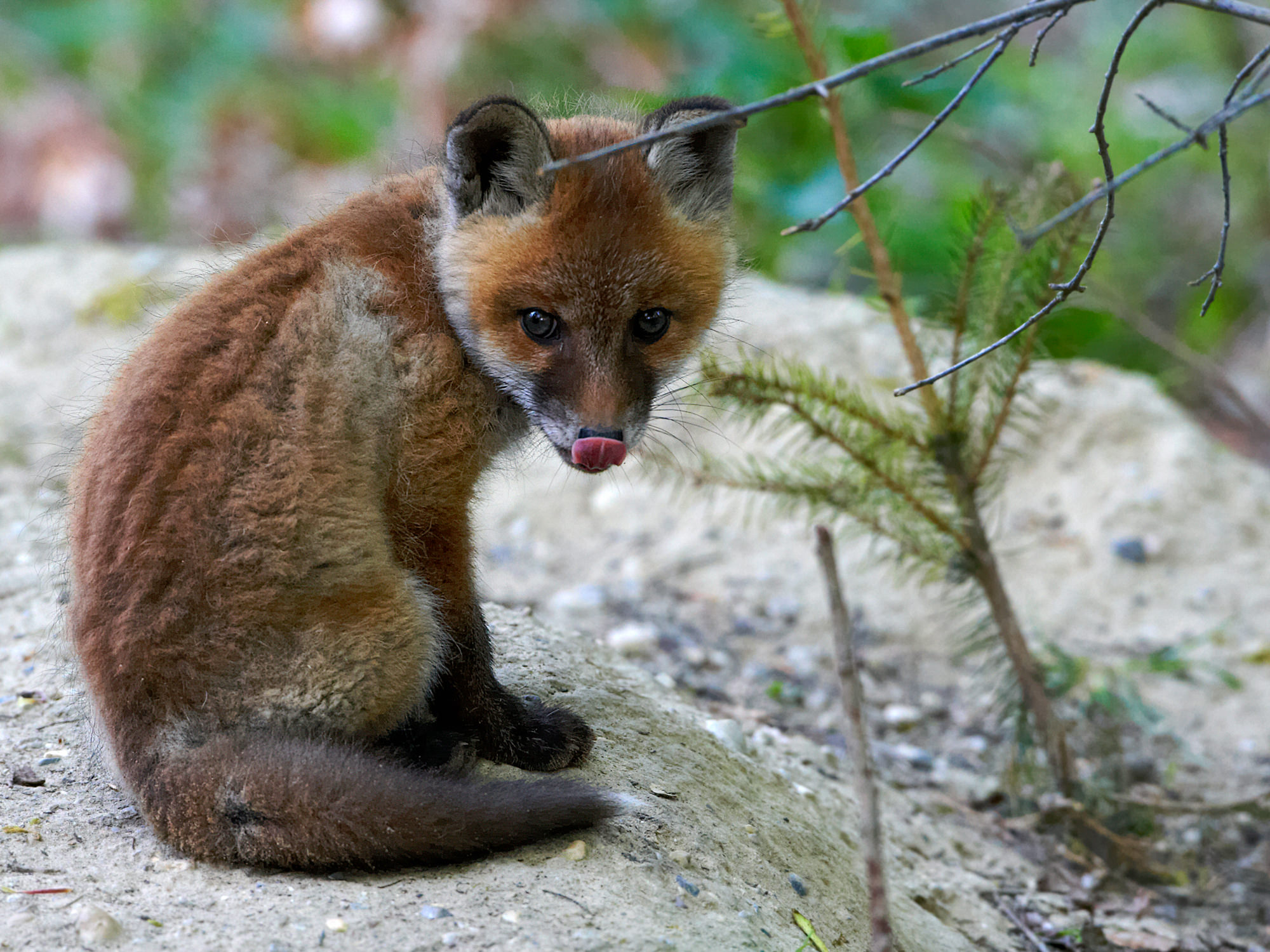 junger Fuchs vor seinem Fuchsbau