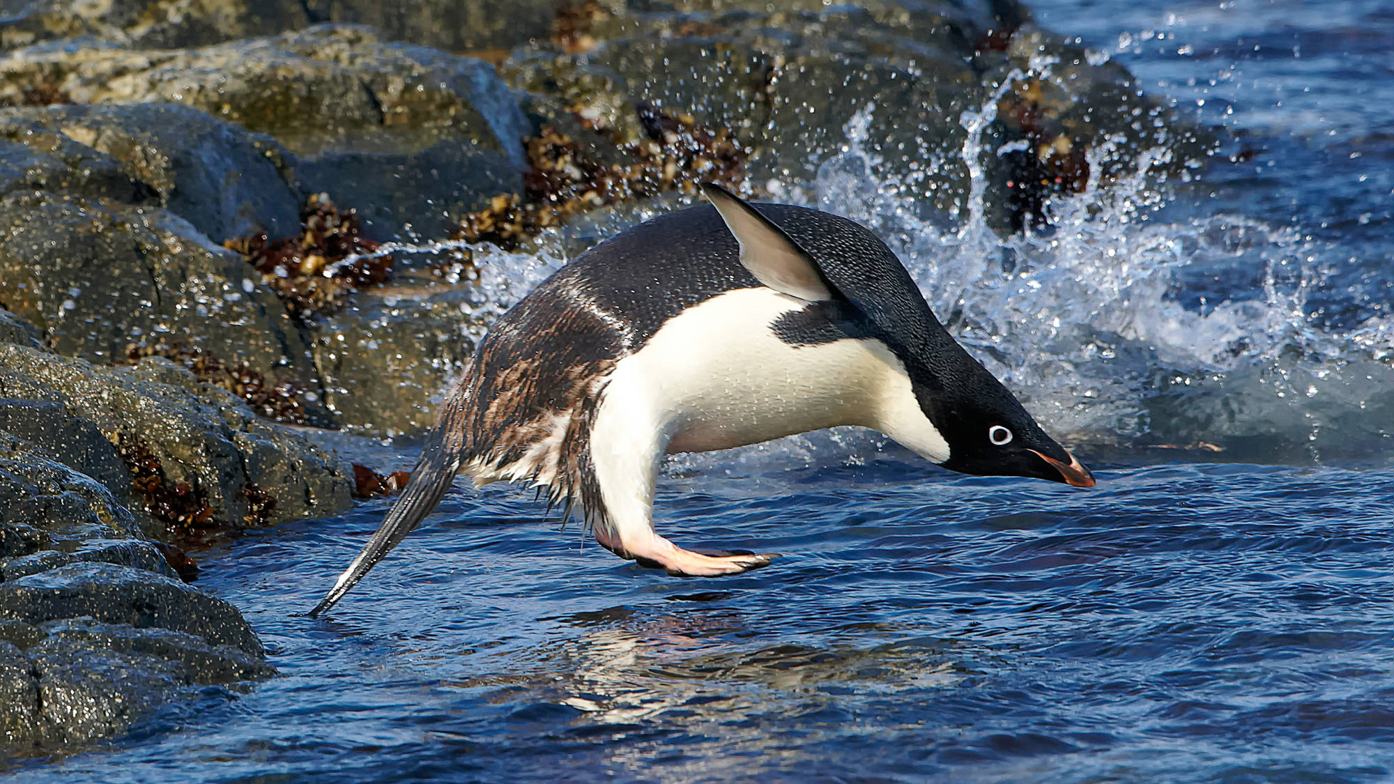 Adeliepinguin