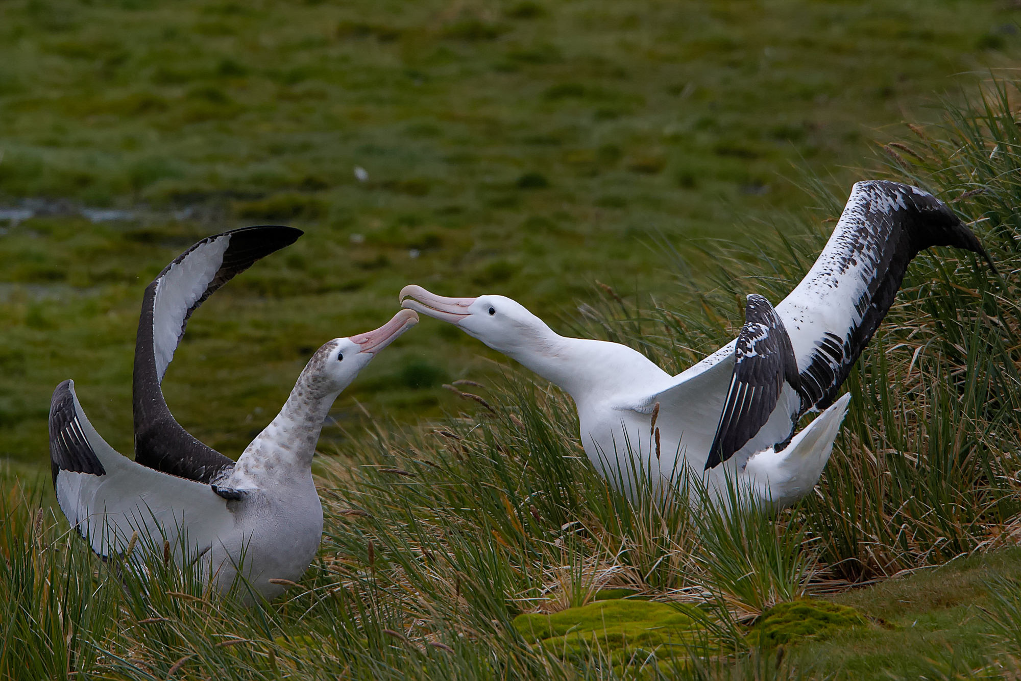 balzender Wanderalbatros, Prion Island, Süd Georgien