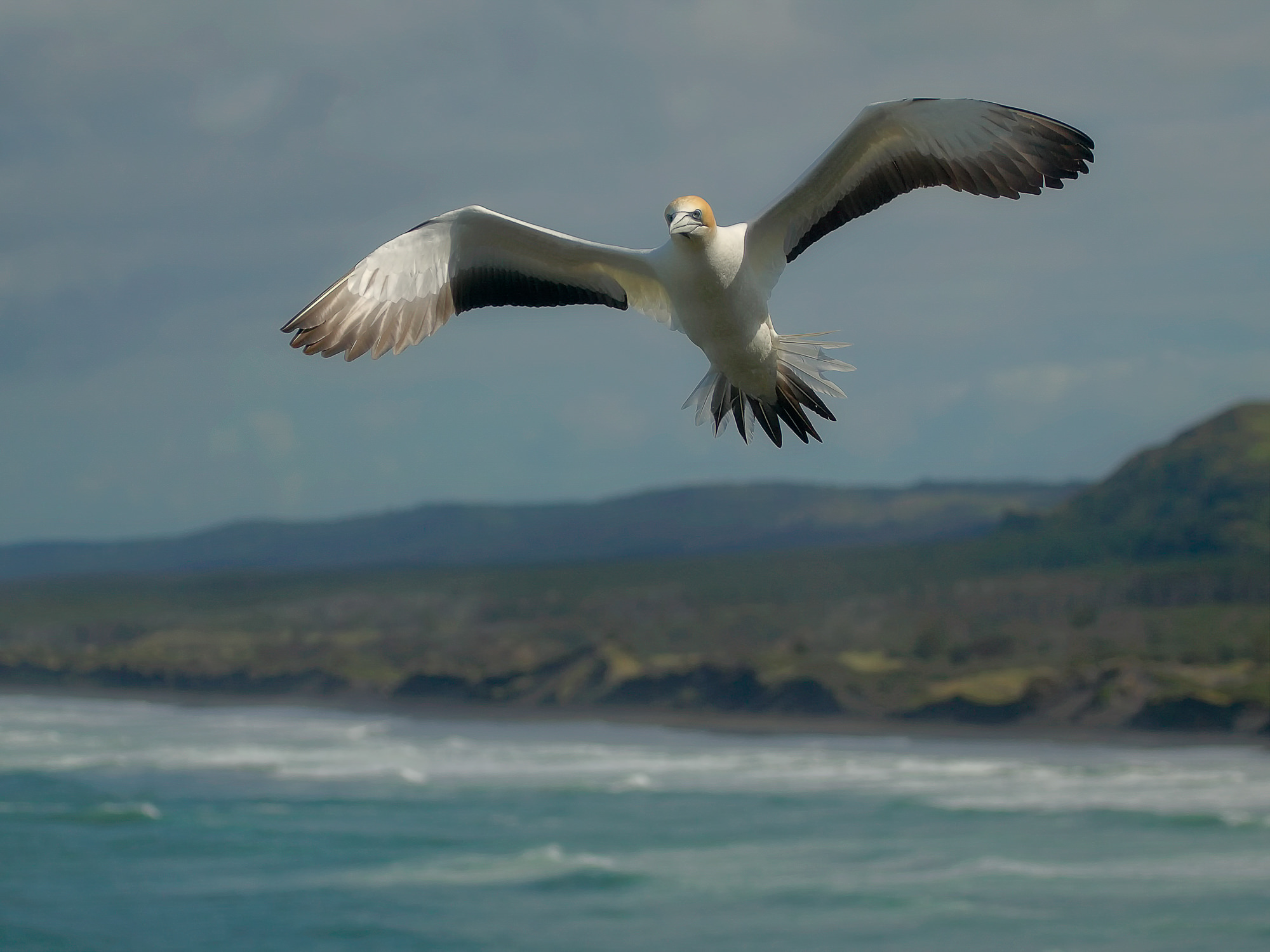 Australtölpel bei Muriwai, Neuseeland