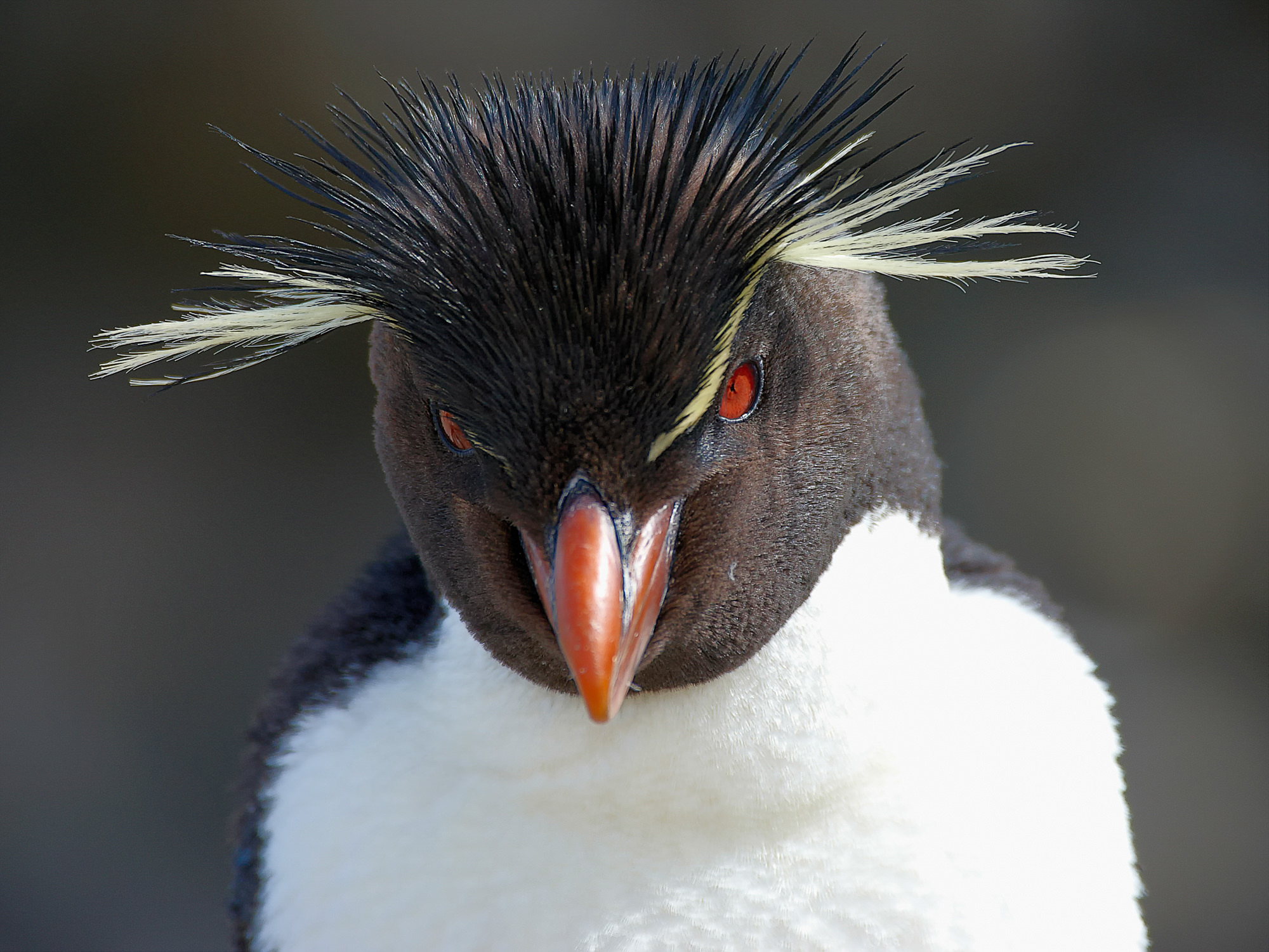 Felsenpinguin
