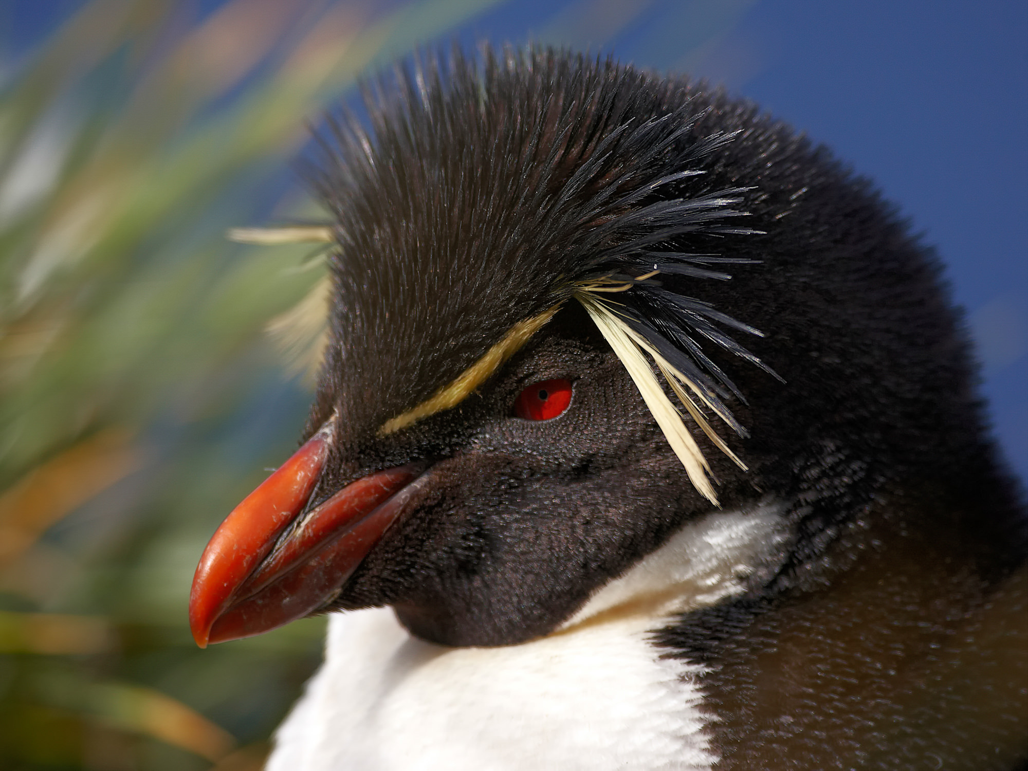 Felsenpinguin