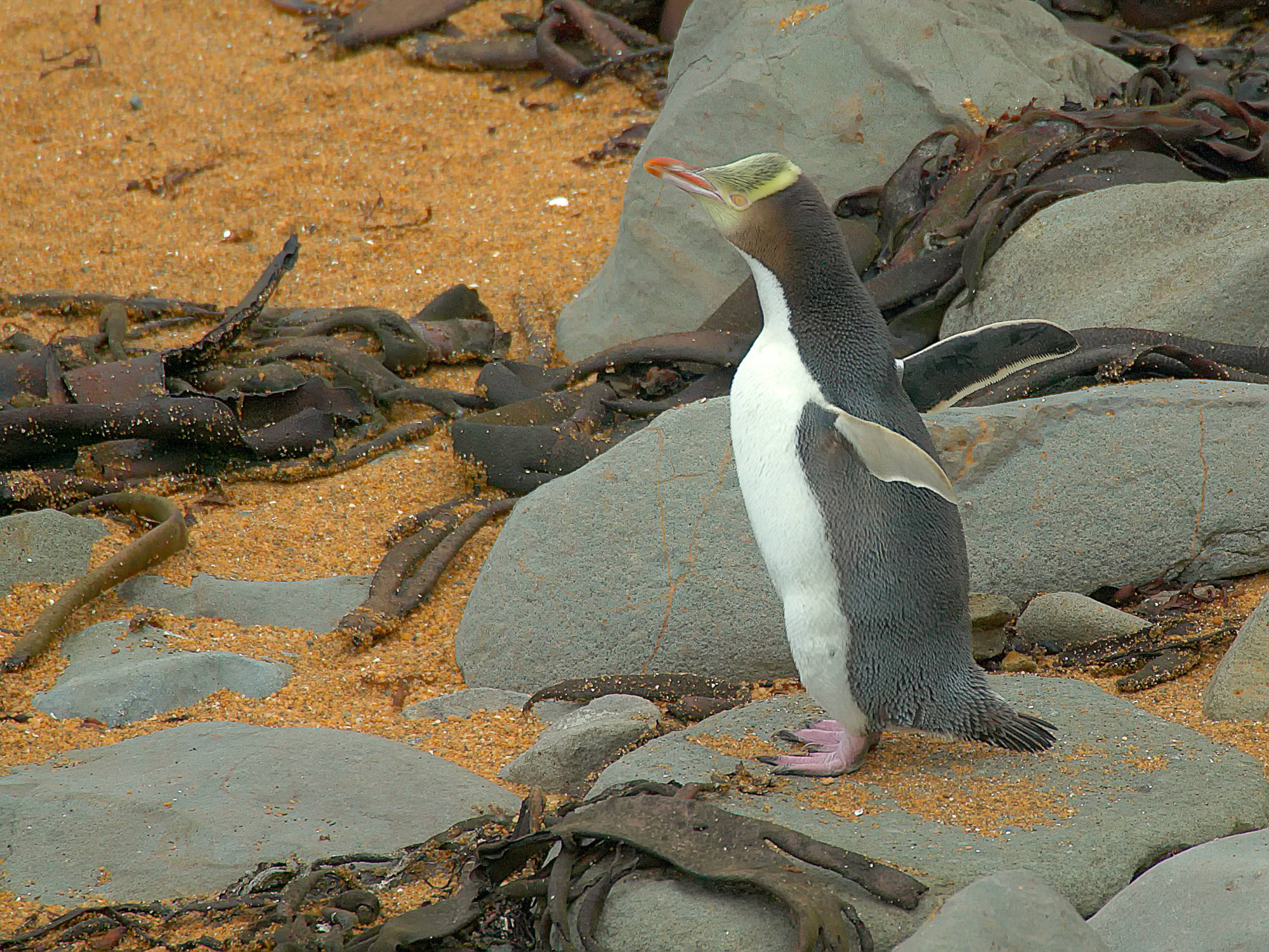 Gelbaugenpinguin, Neuseeland