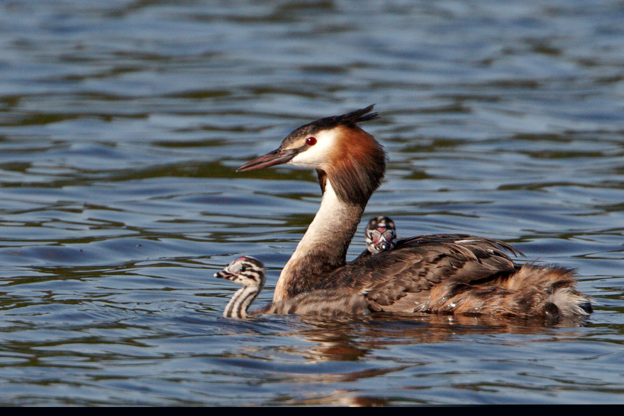 Haubentaucher mit Küken