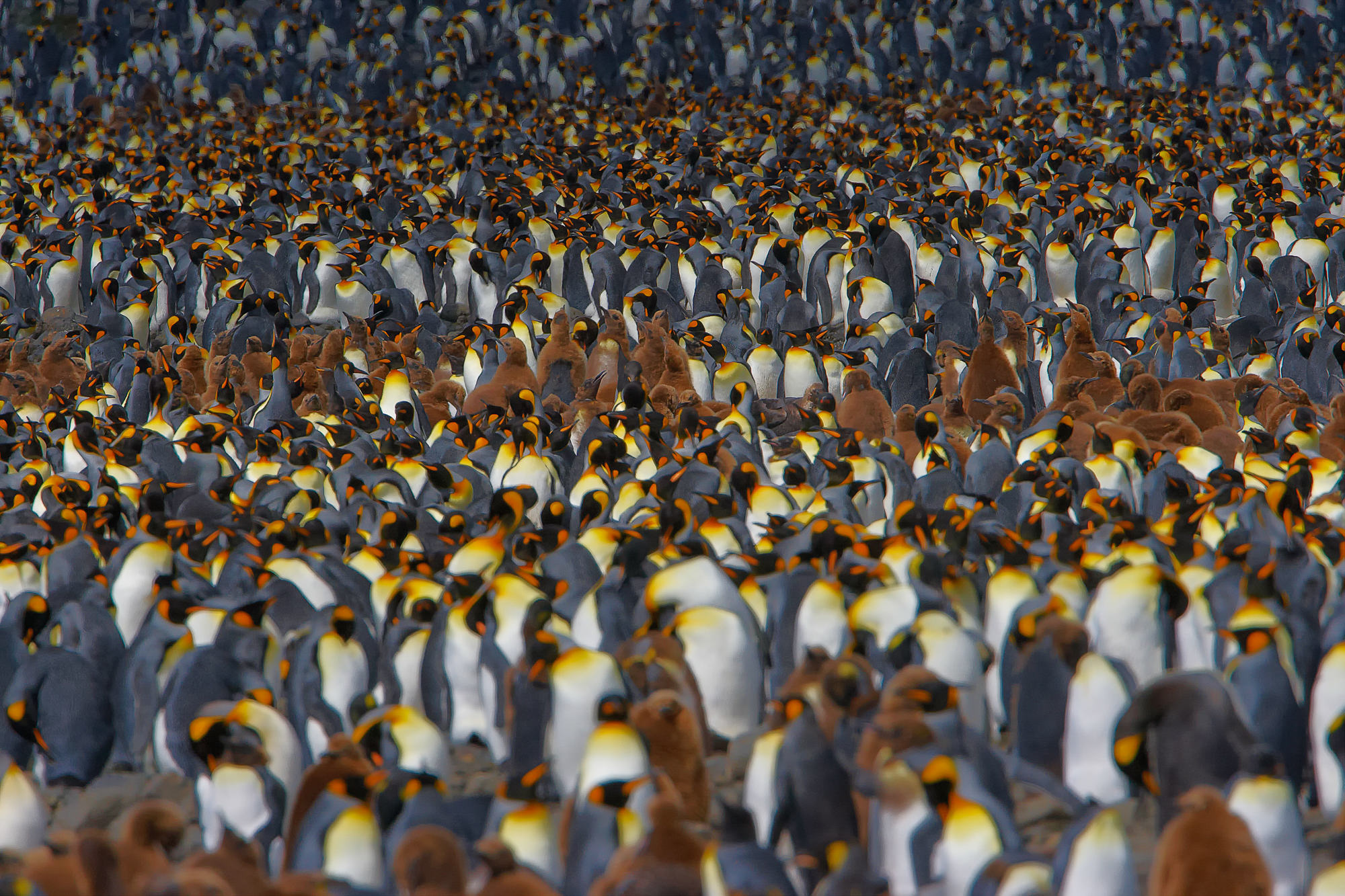 Königspinguin Kolonie in Süd Georgien, Salisbury Plain