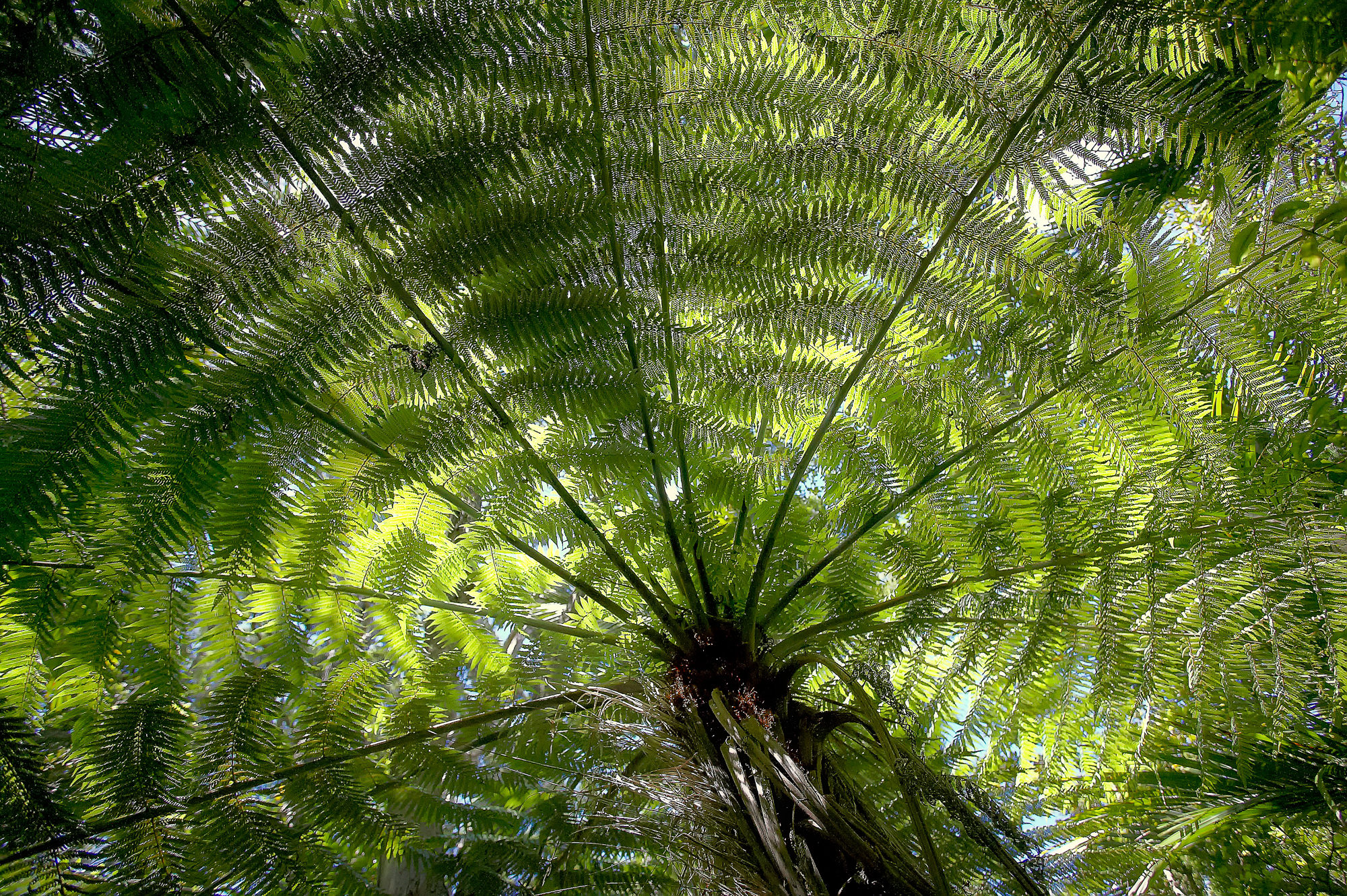 Farnbaum, Neuseeland