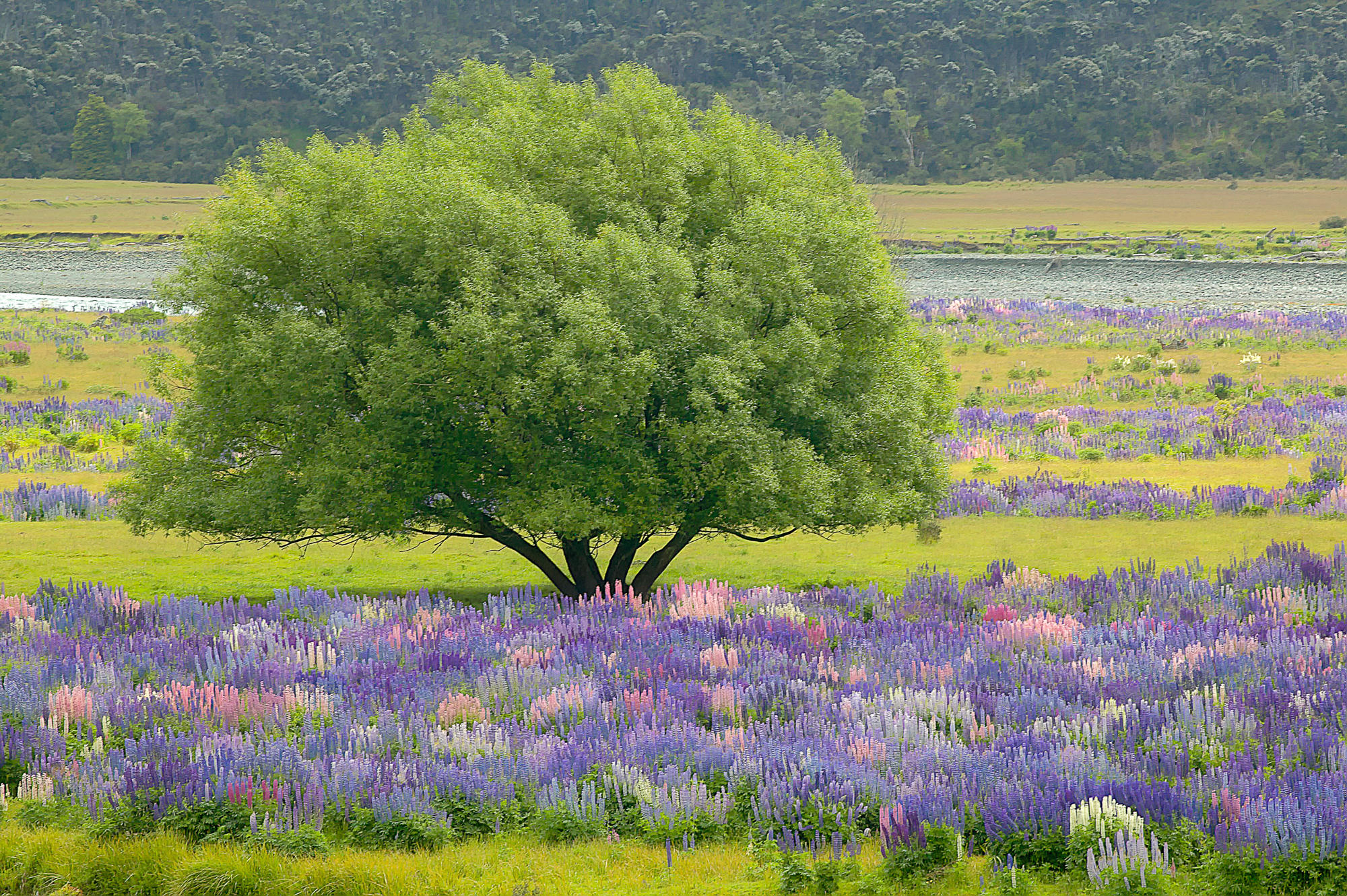 Wilde Lupinen in Neuseeland
