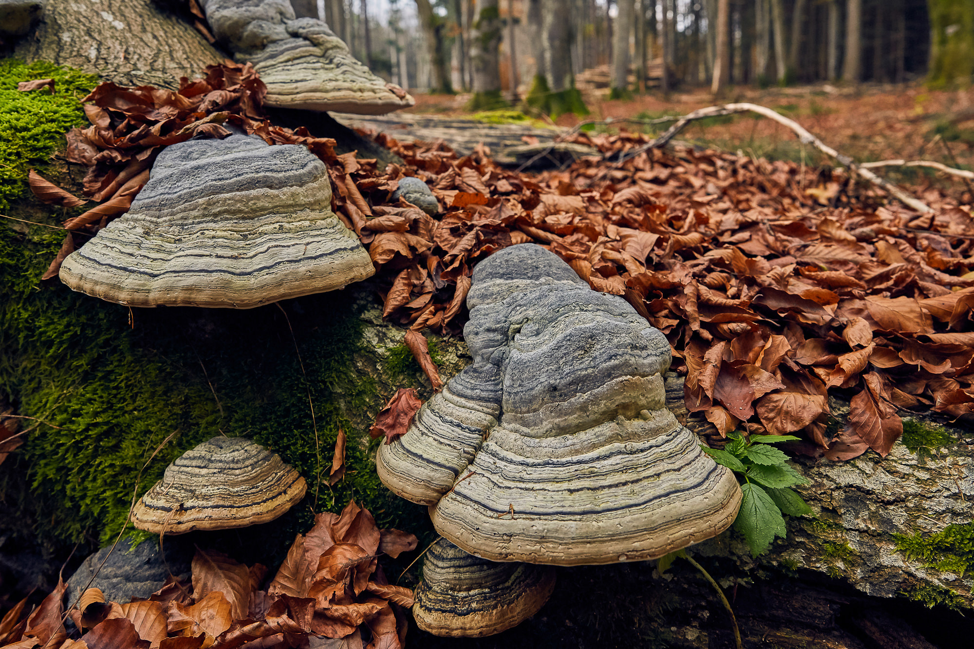 Zunderschwamm / Fomes fomentarius