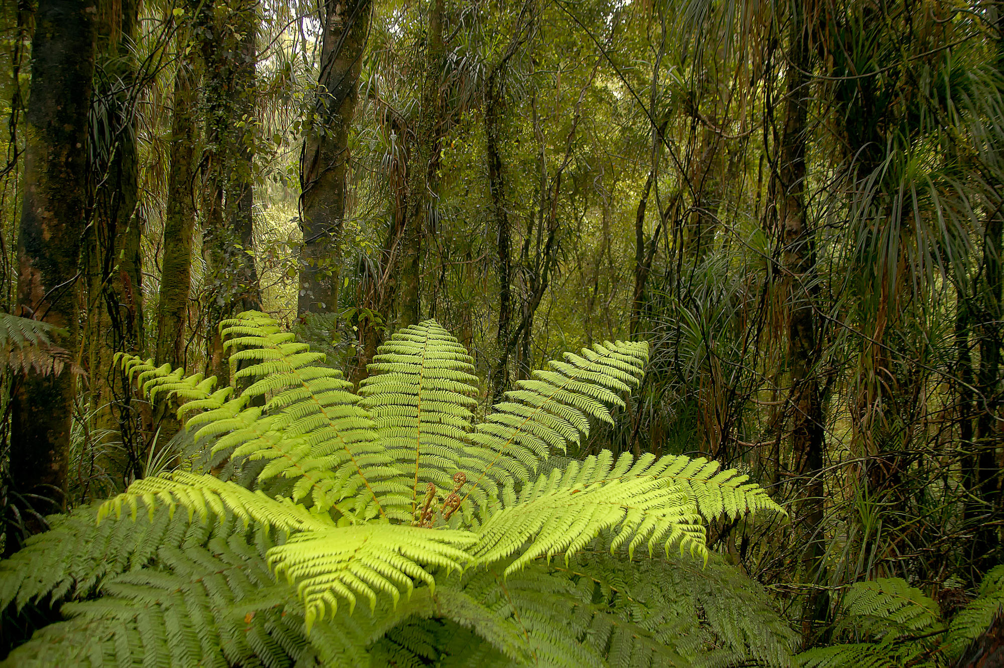 Regenwald der Südinsel