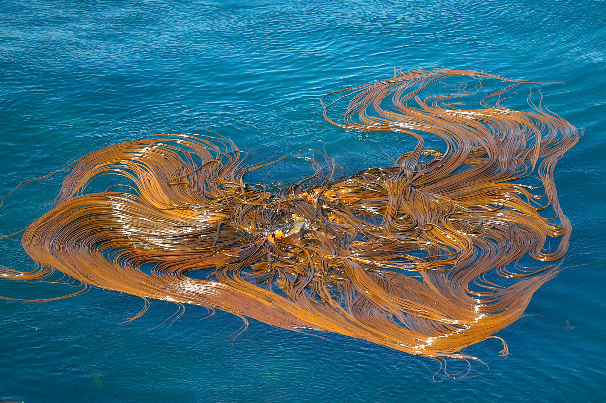 Seegras am Knights Point