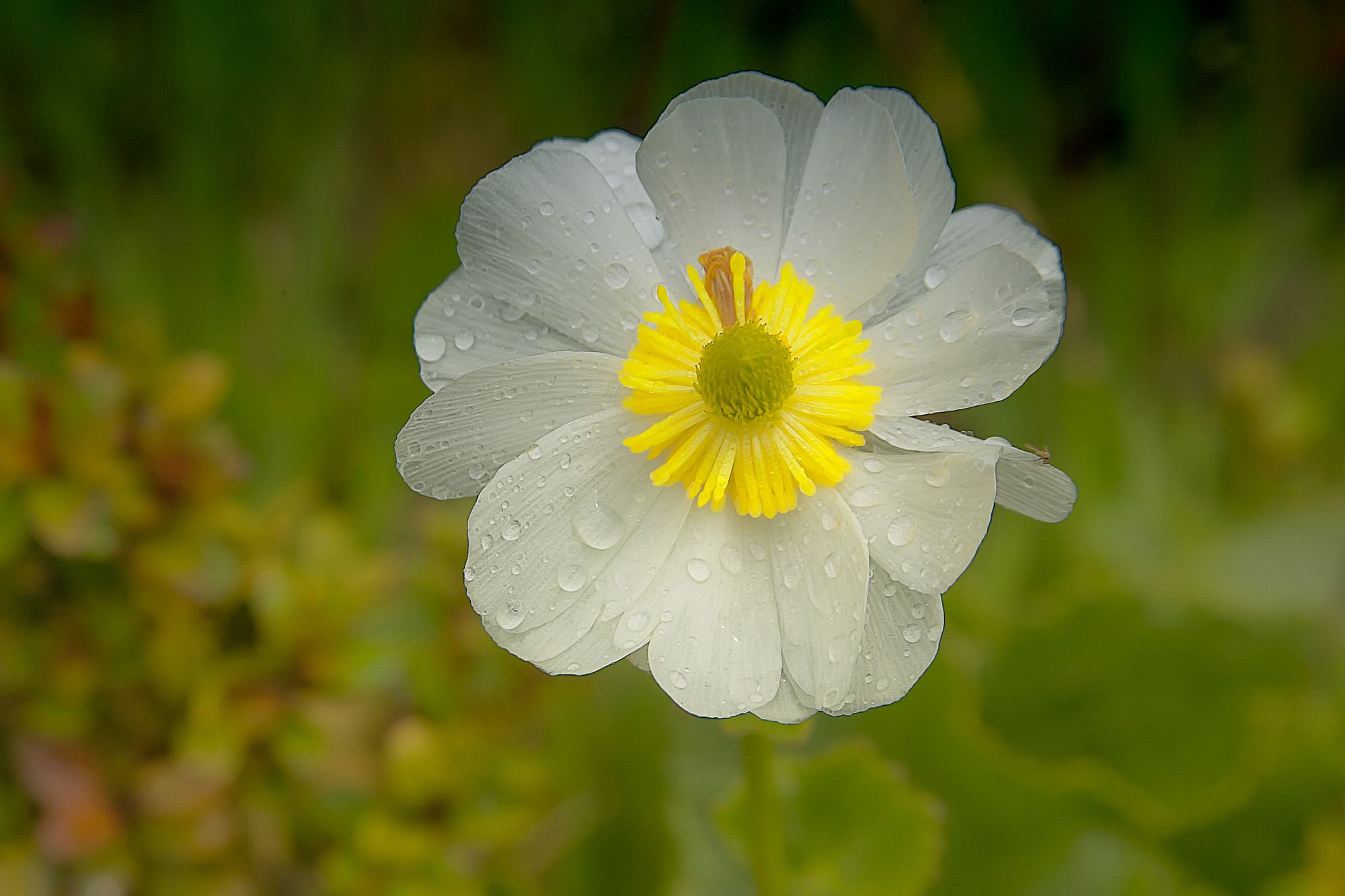 Mount Cook lily
