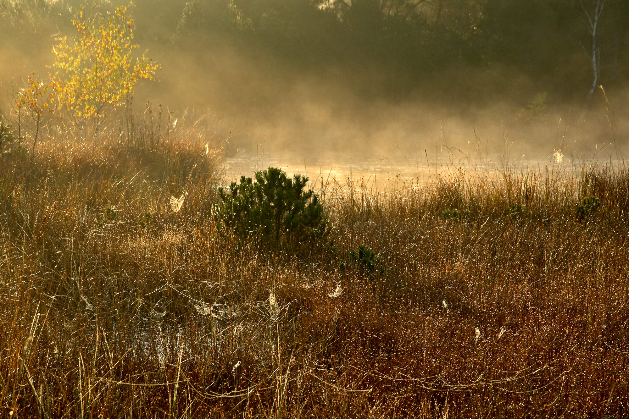Morgens im Moor