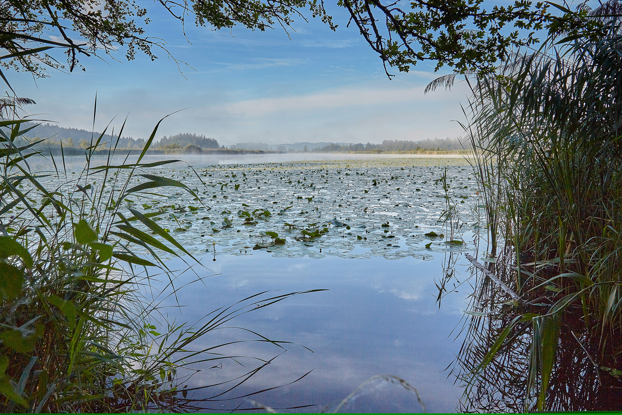 Maisinger See bei Starnberg im August
