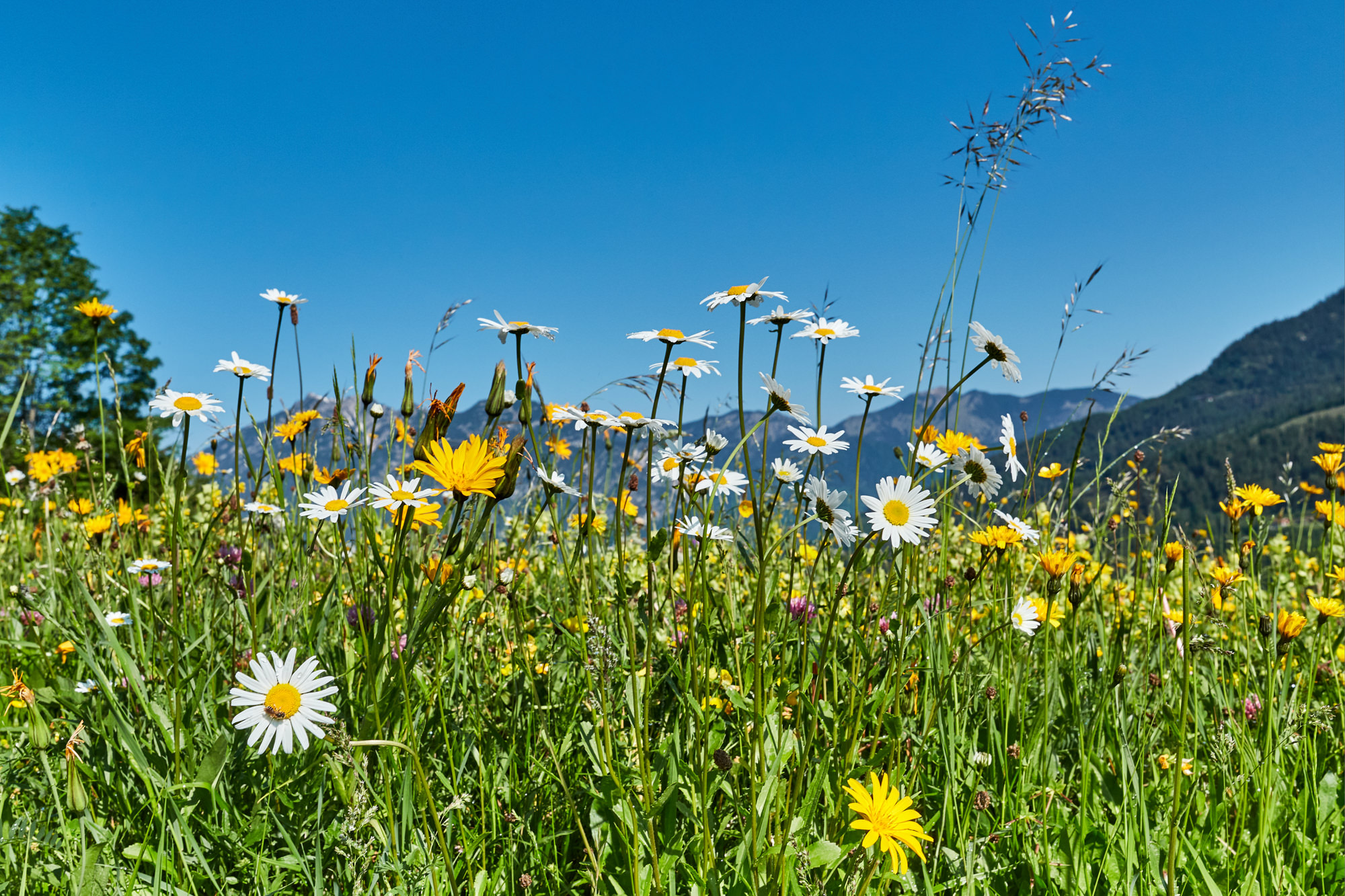 Bergwiese in den Bayrischen Alpen