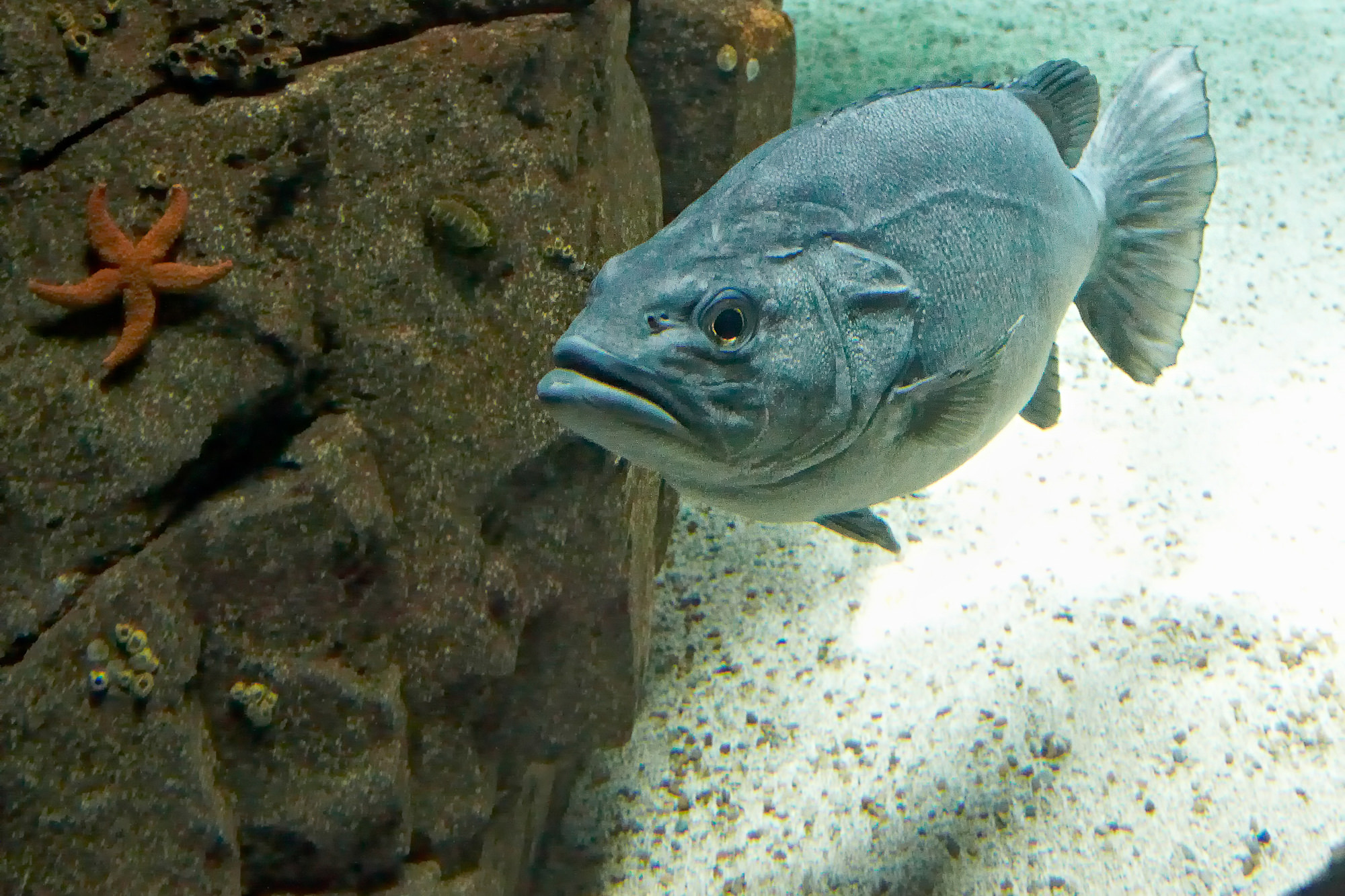 Oceanário de Lisboa