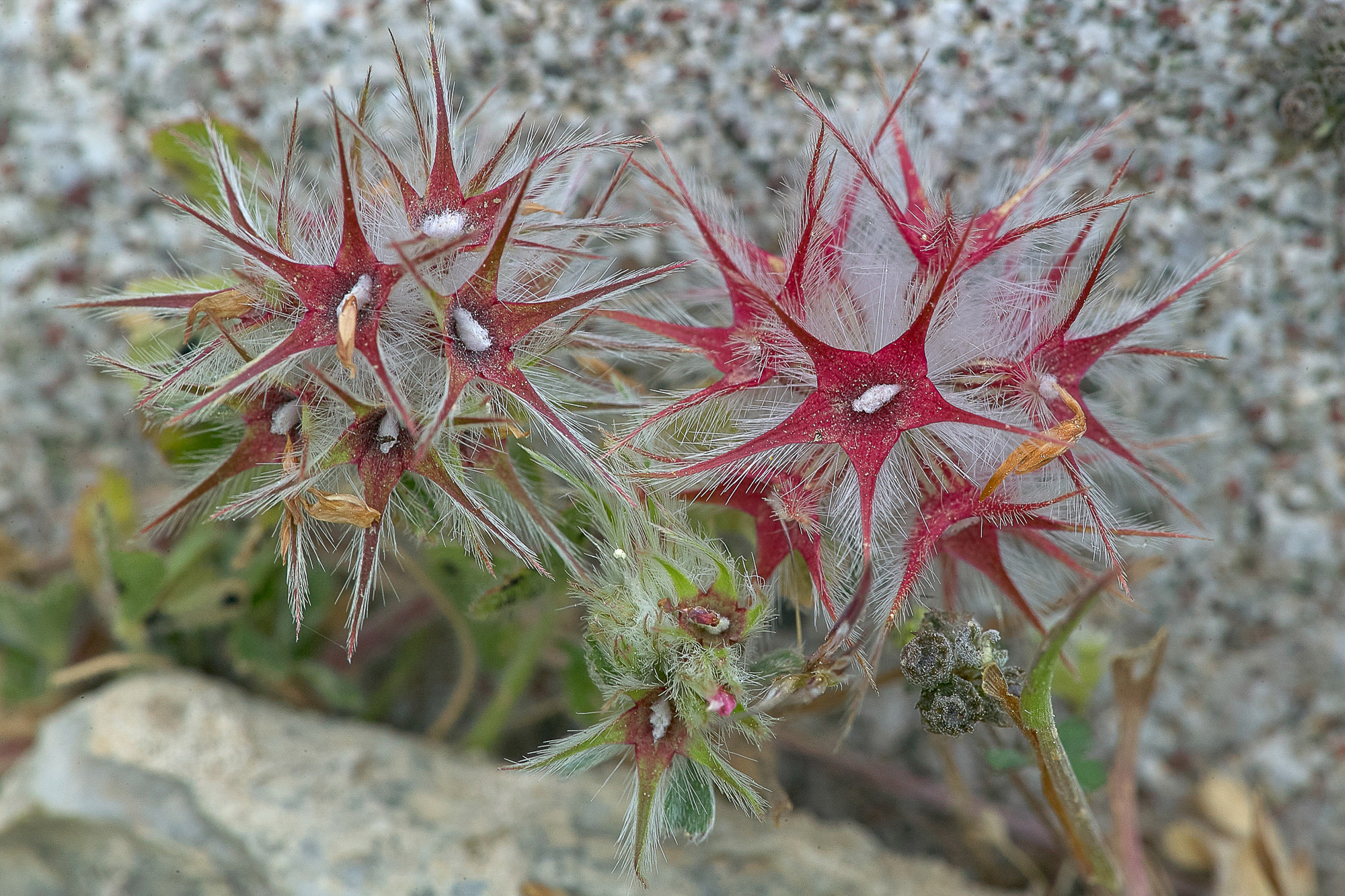 unbekannte Samenstände