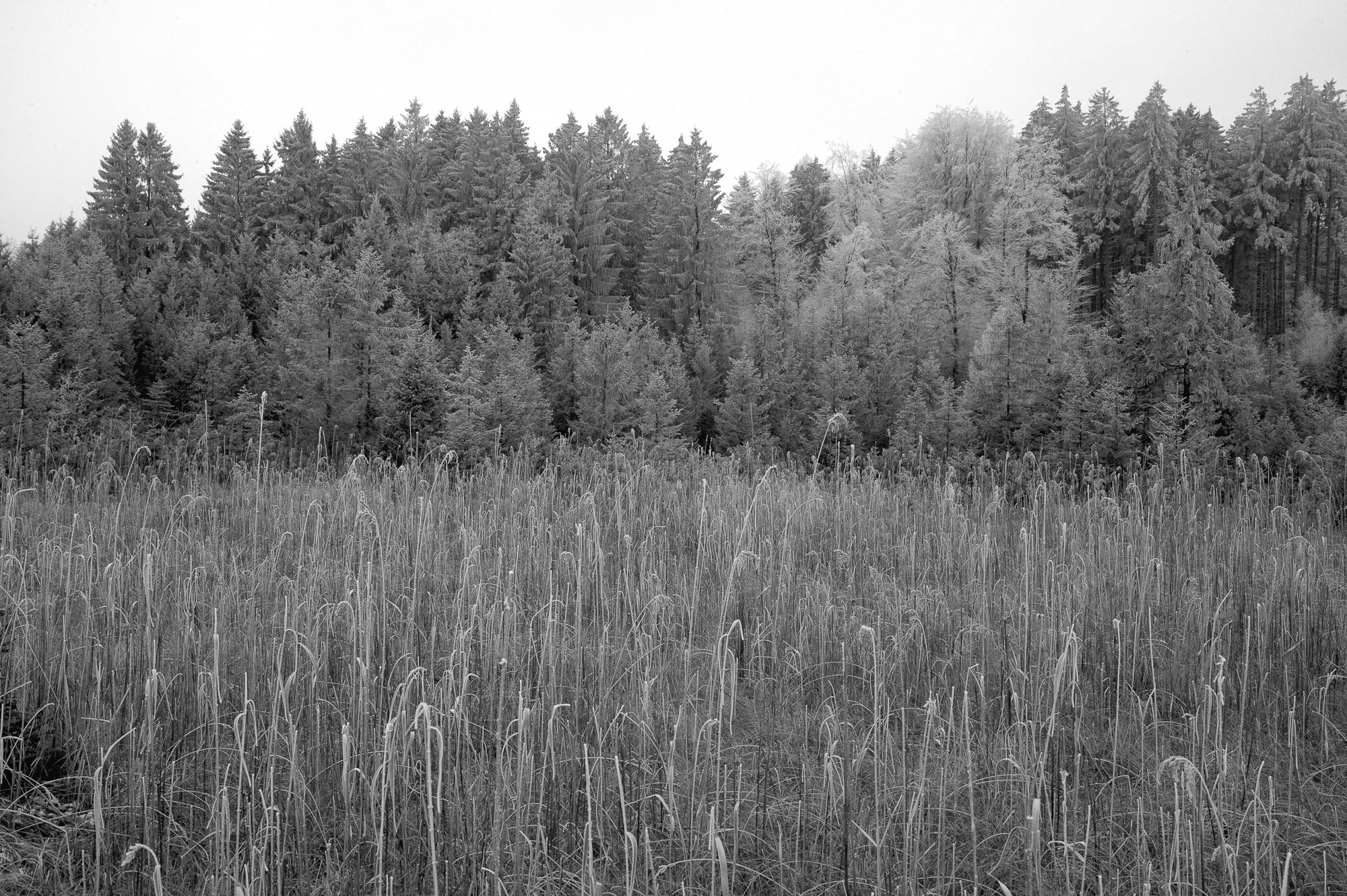 hoarfrost in the fall