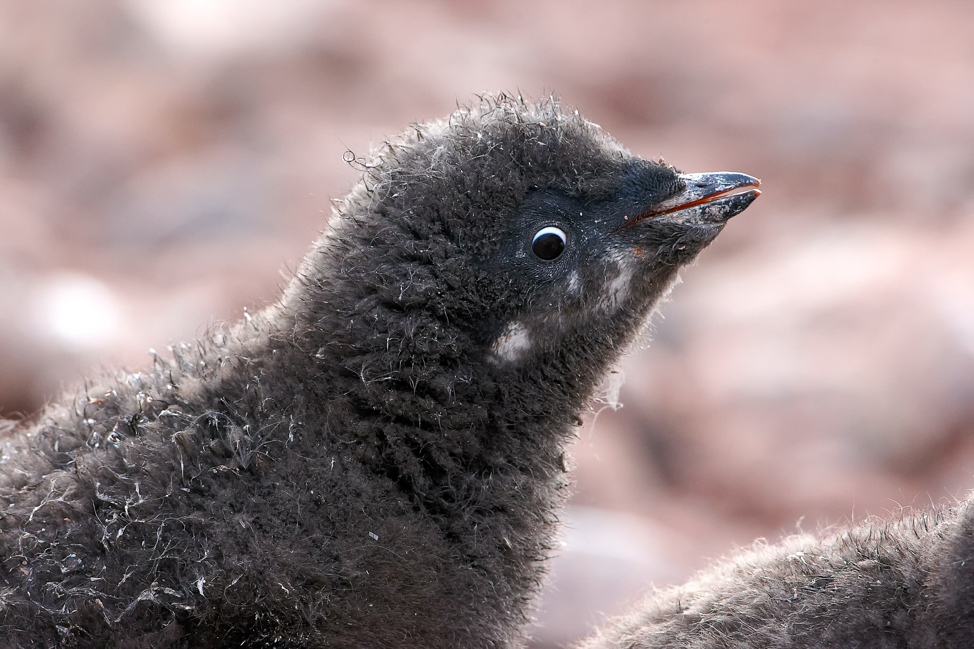 adelie penguin cub