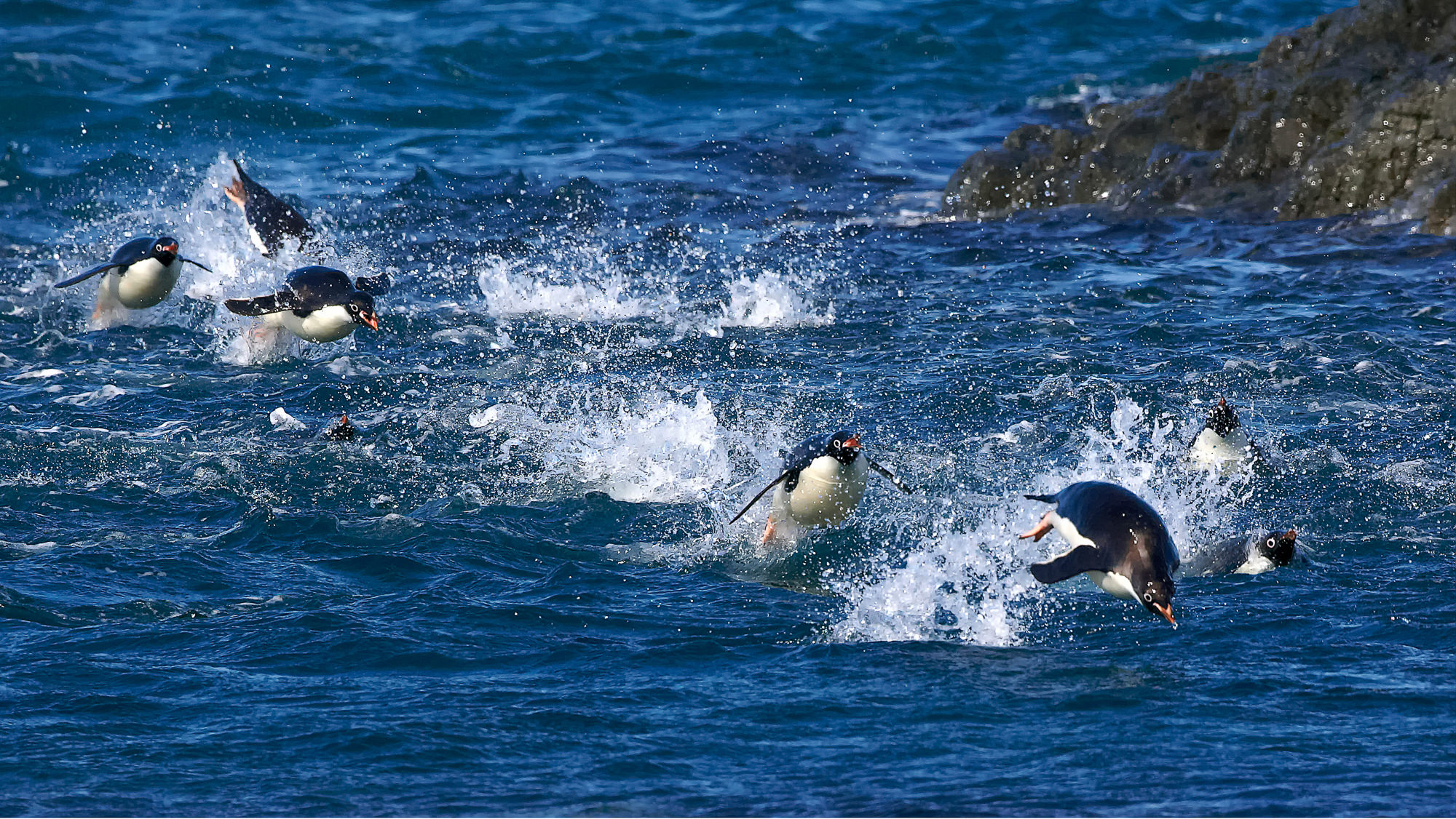 swimming fun with the adelie penguins
