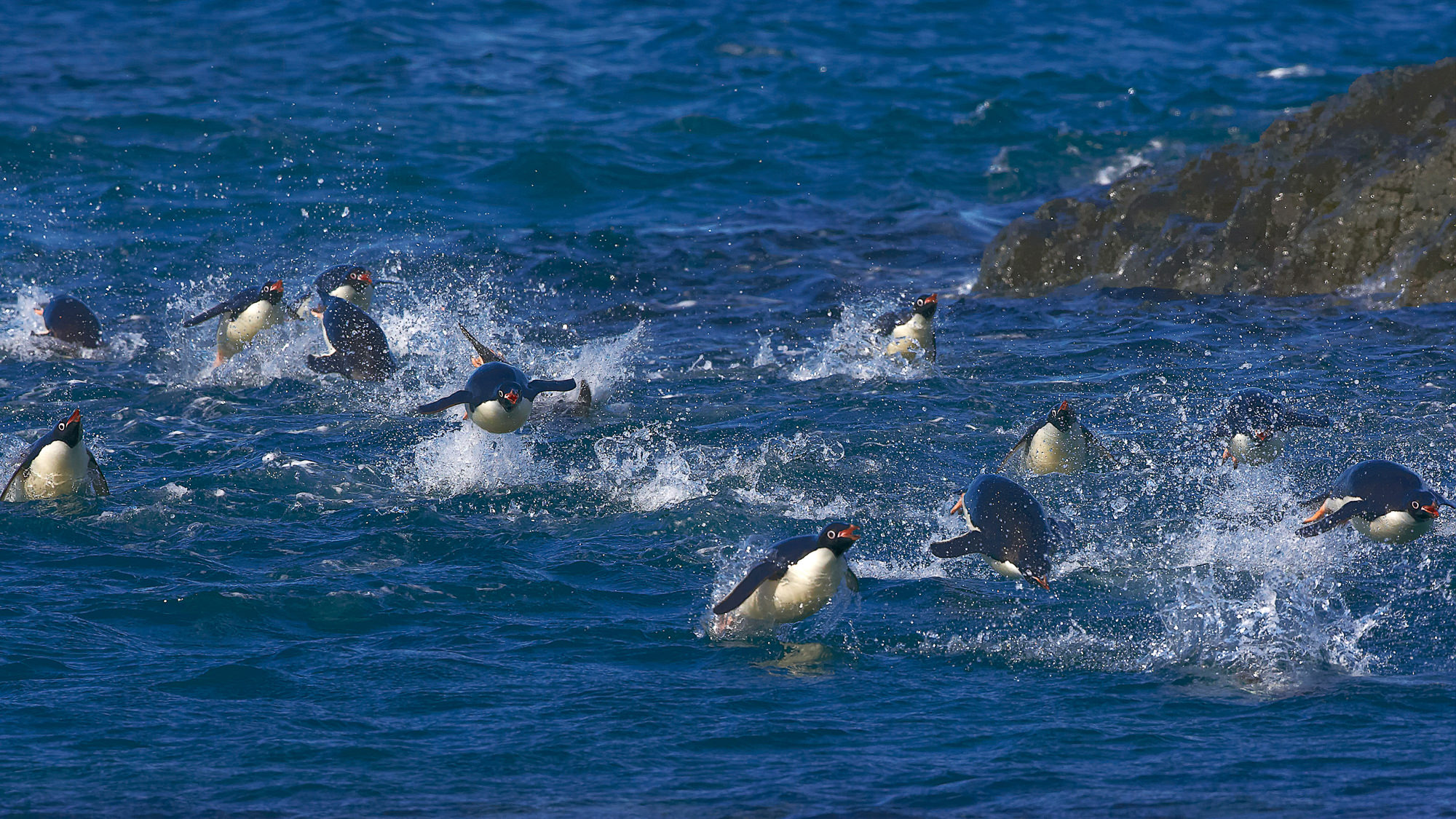 swimming fun with the adelie penguins