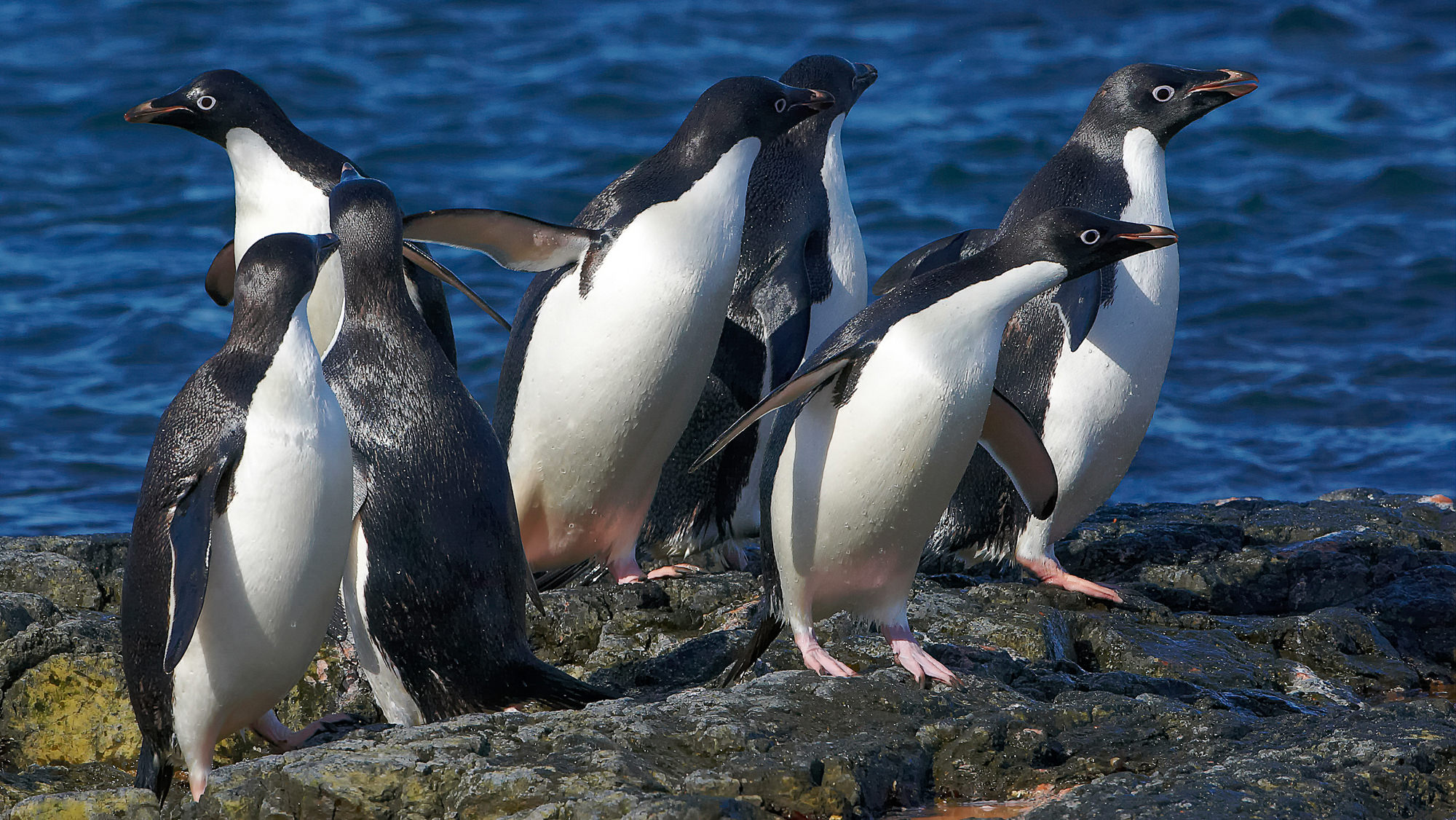 swimming fun with the adelie penguins