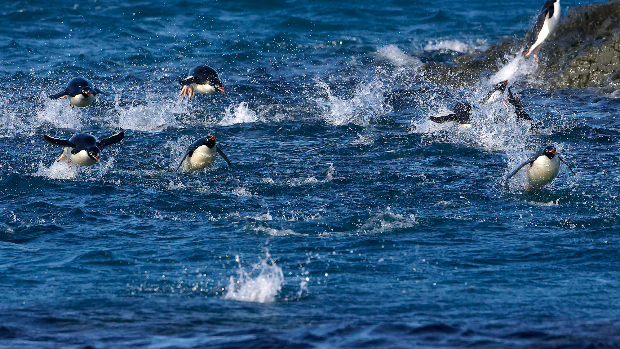 swimming fun with the adelie penguins