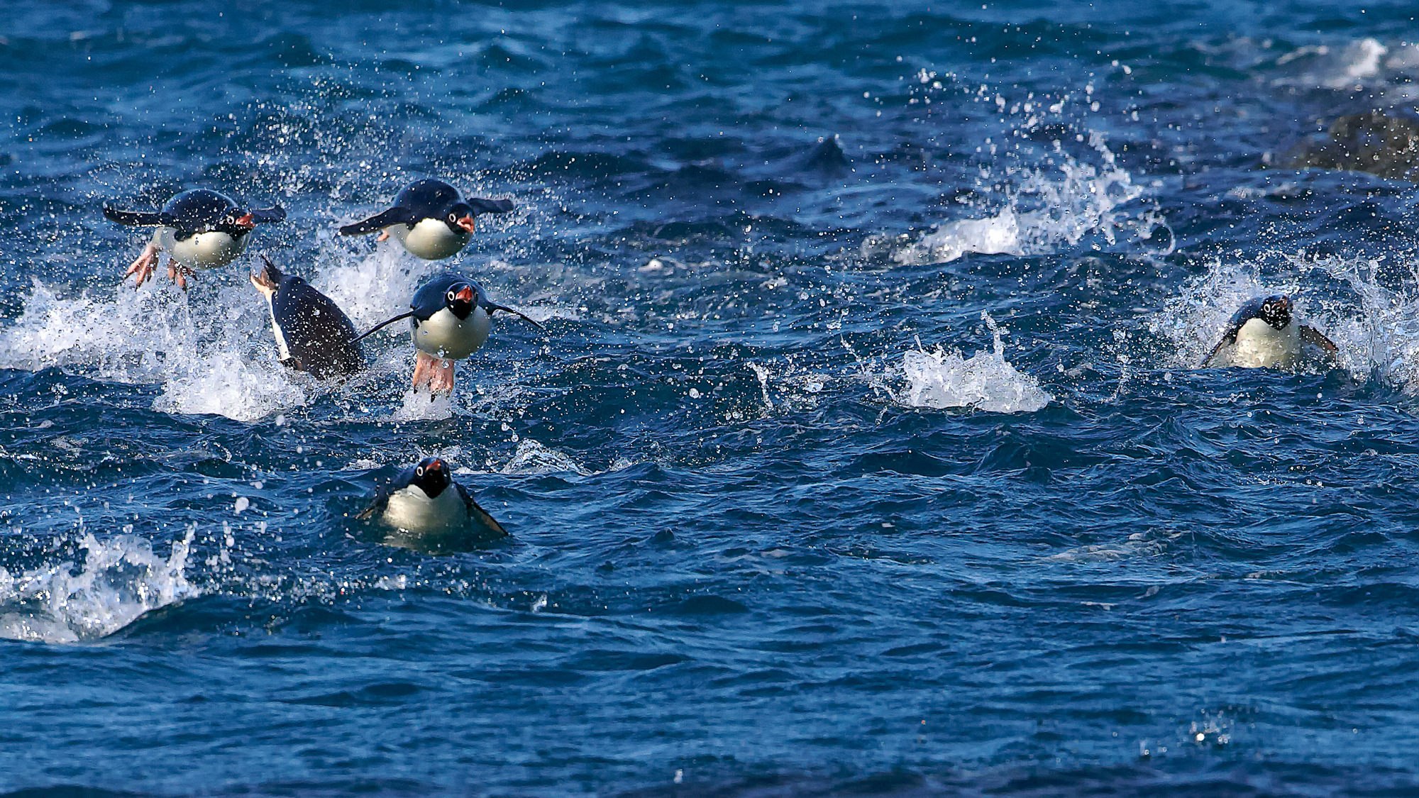 swimming fun with the adelie penguins