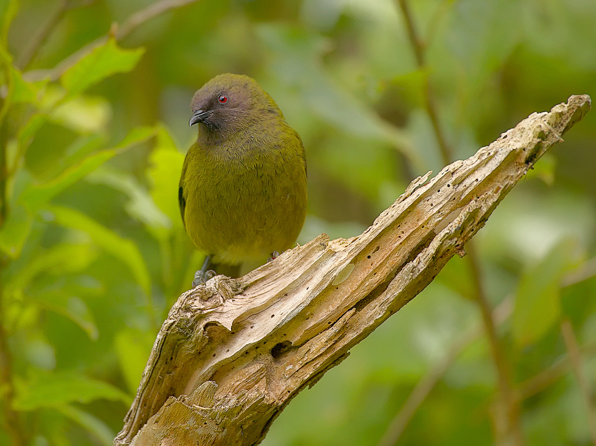 Bellbird
