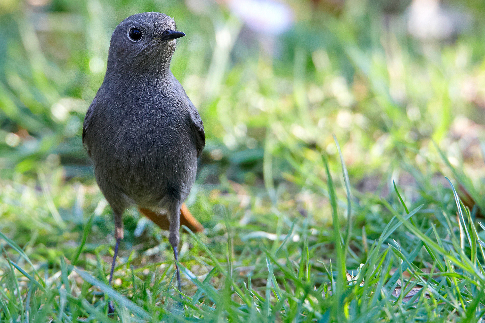 Black Redstart
