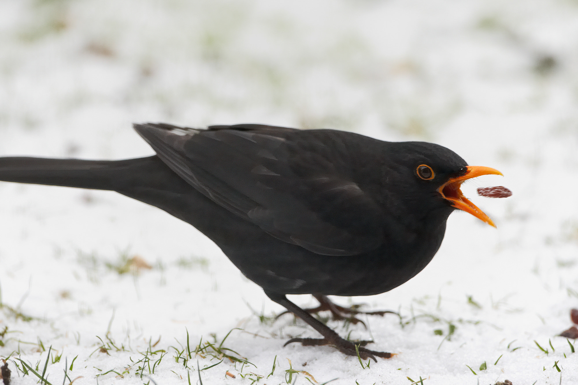 blackbird with currant