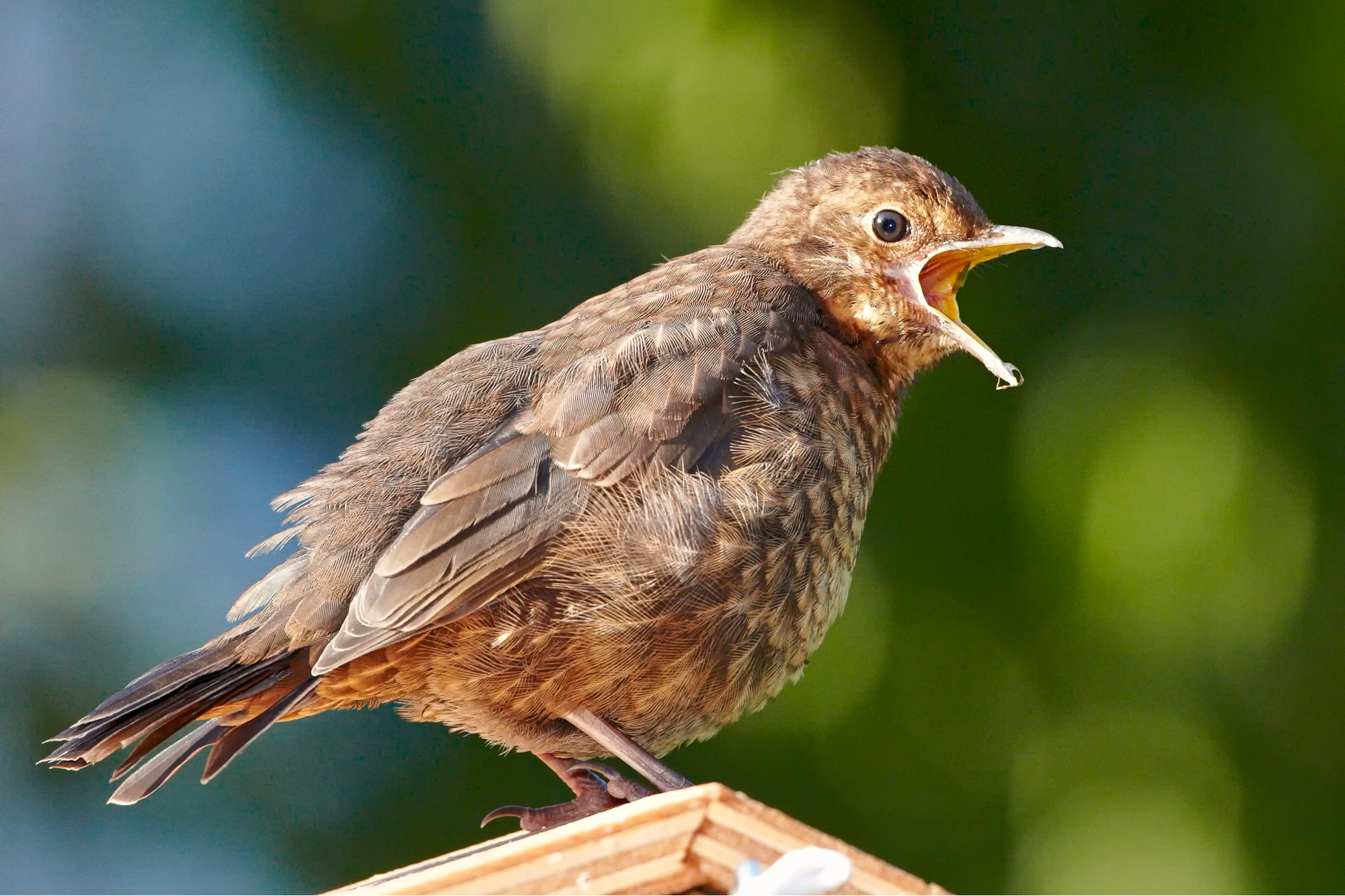 young blackbird