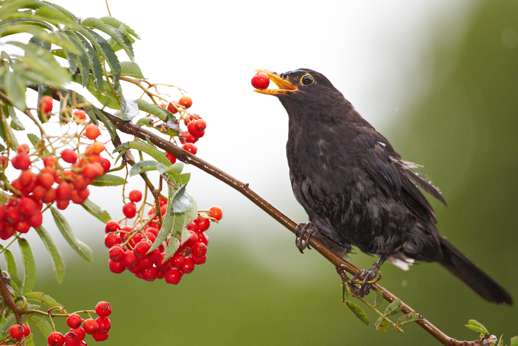 blackbird in the rowan