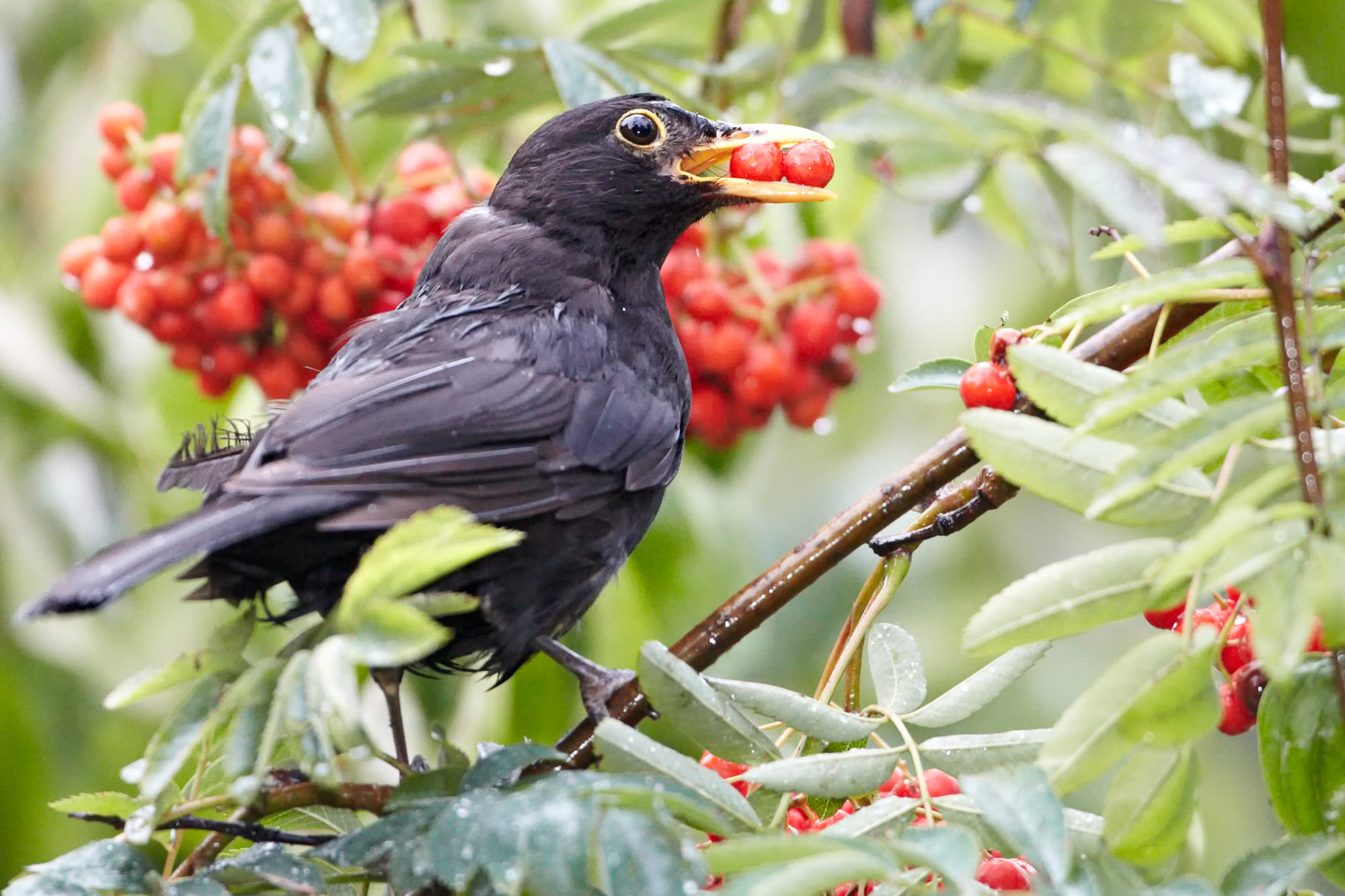 blackbird in the rowan