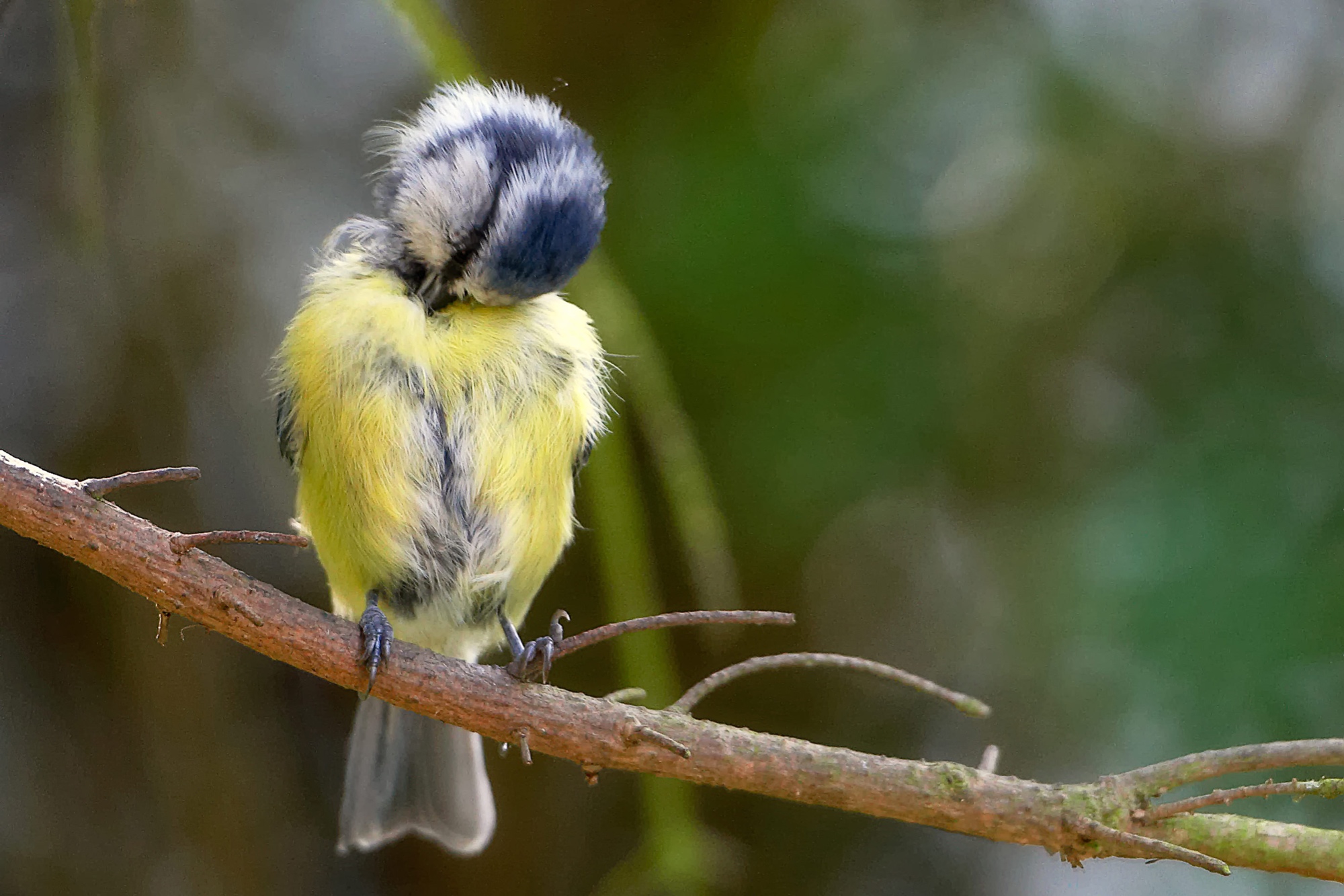 Bluetit