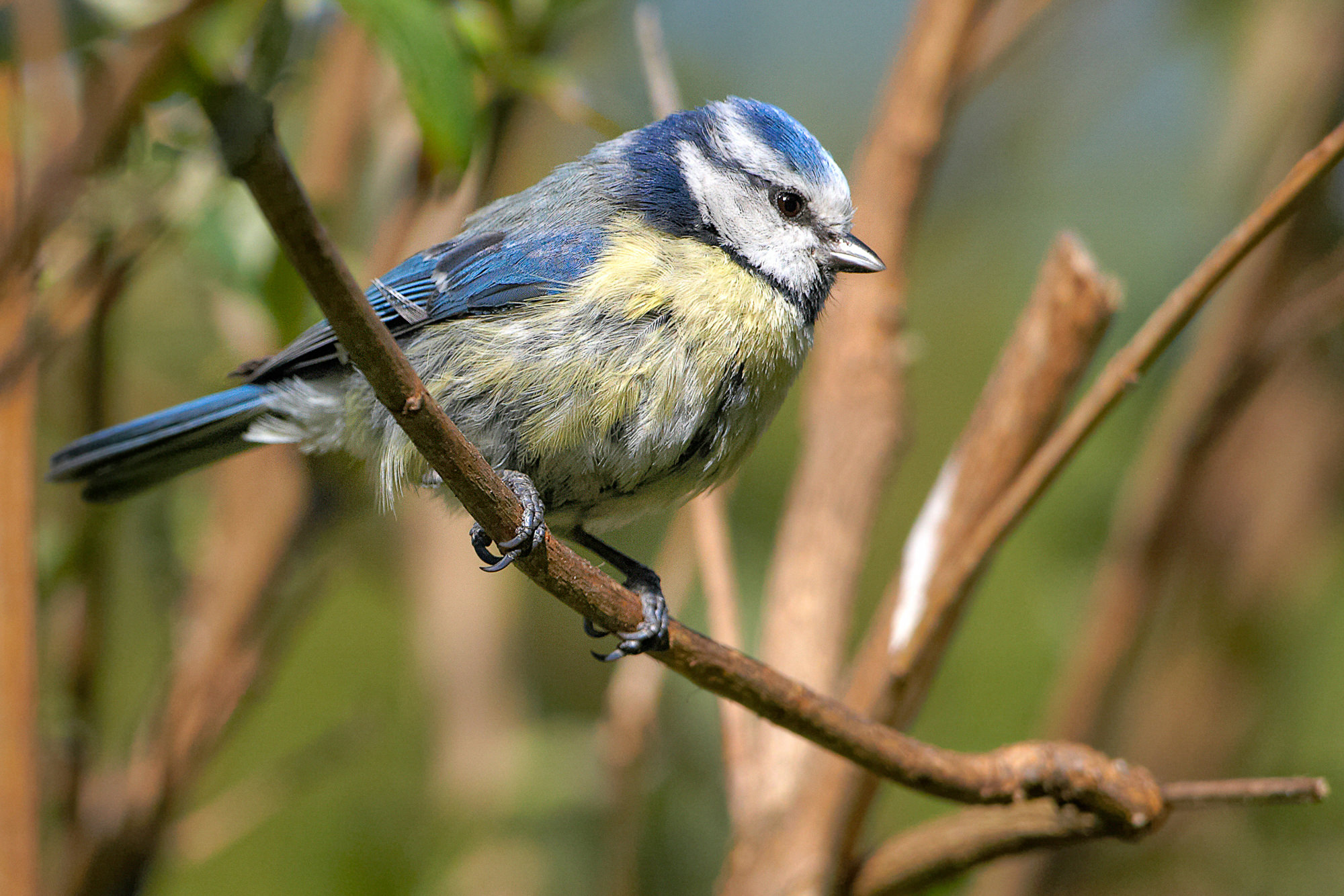 bluetit