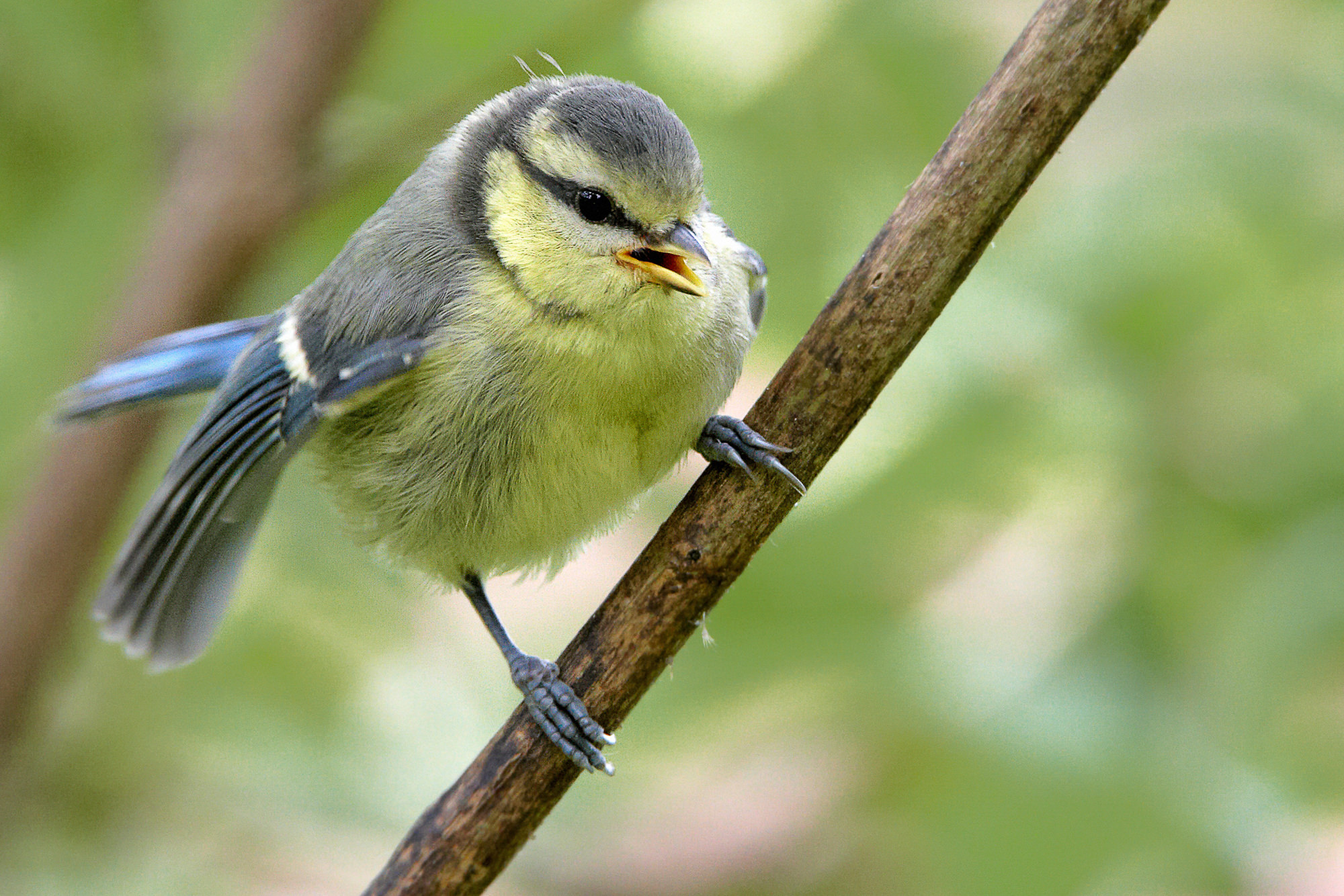 bluetit