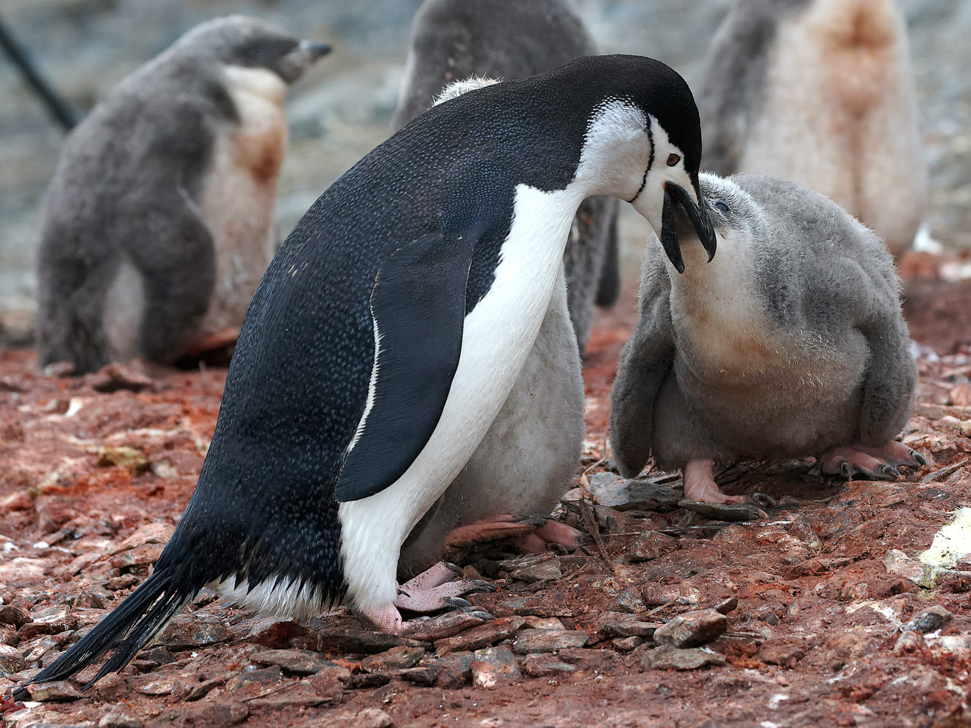 Chinstrap penguin