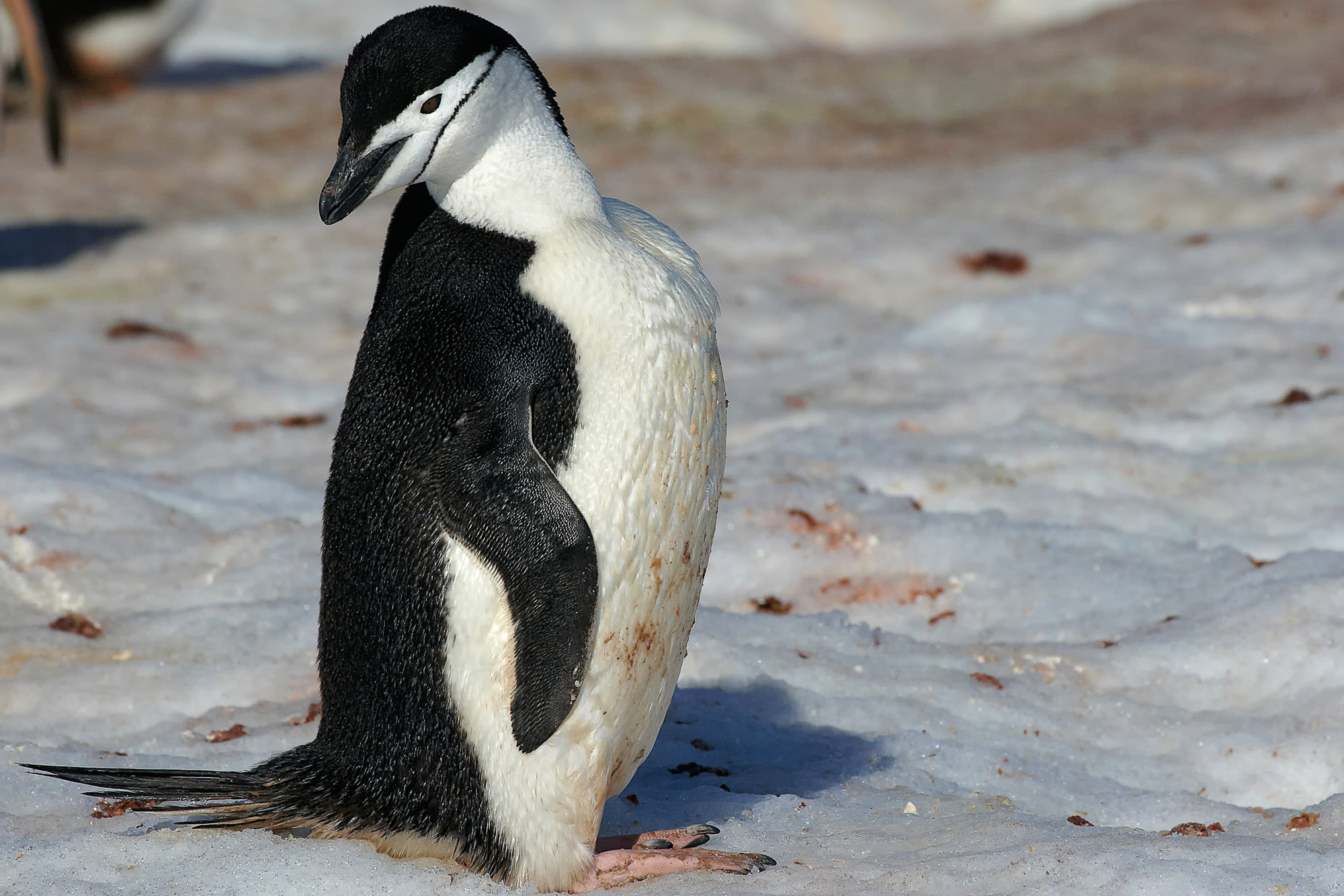 chinstrap penguin