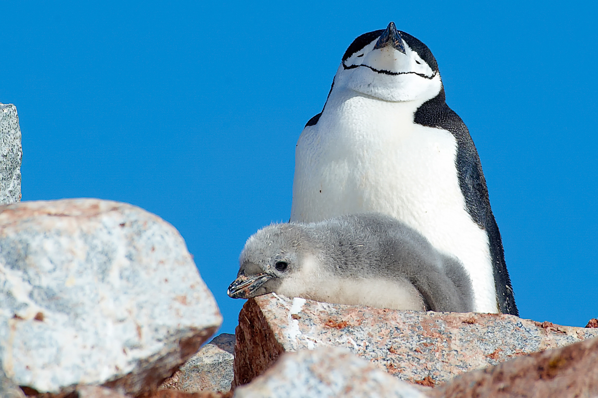 chinstrap penguin