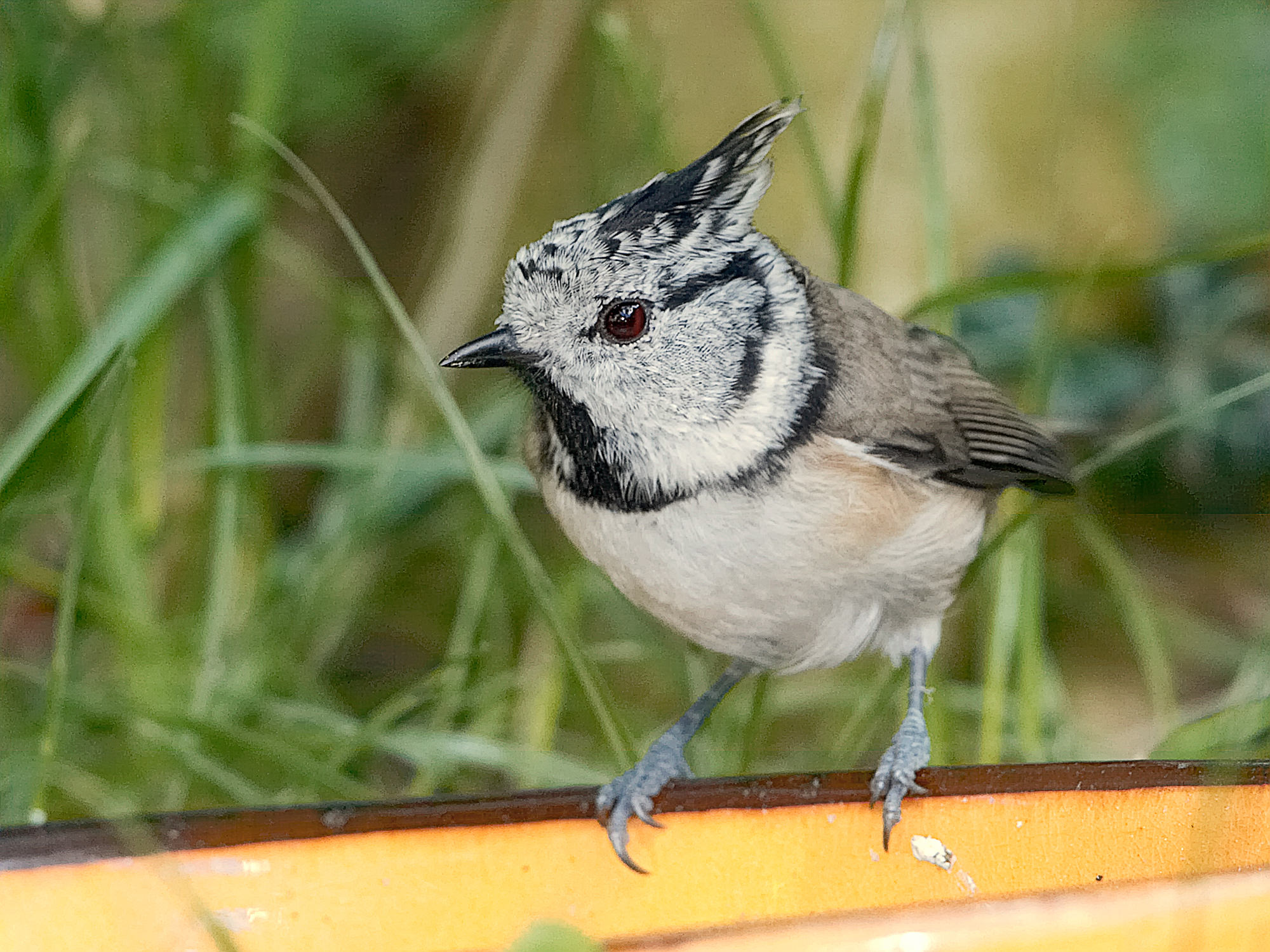 Crested tit