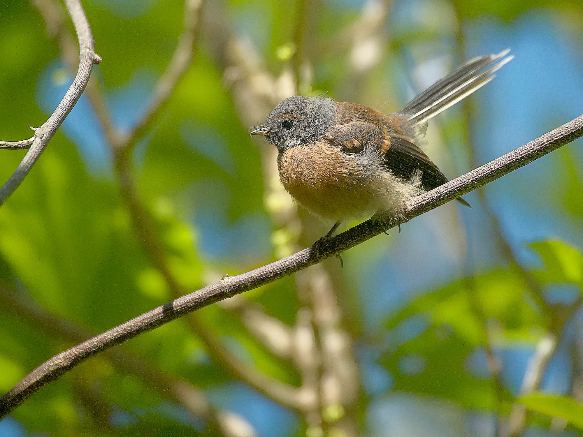fantail in the Wenderholm regional park, New Zealand